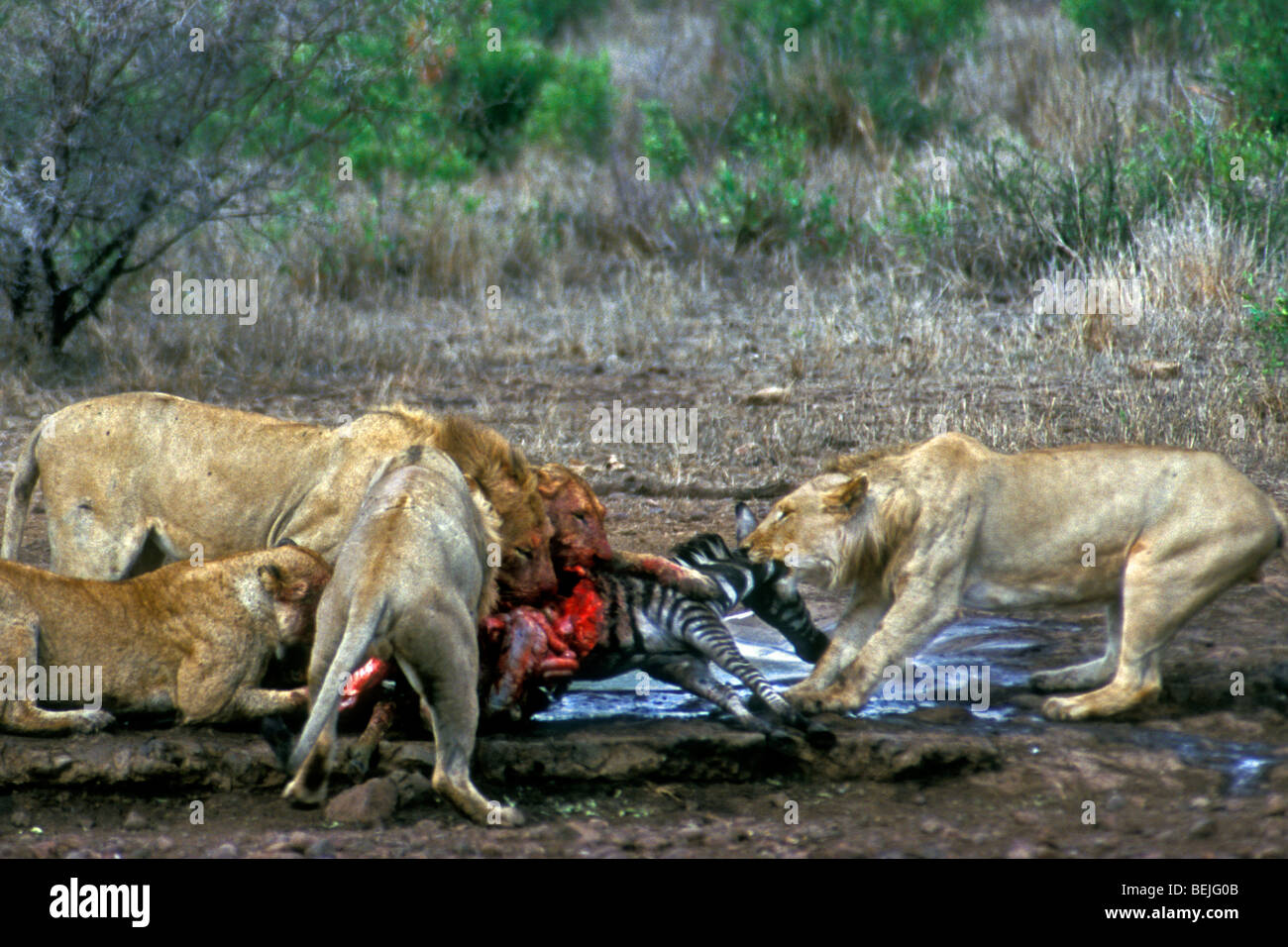 Stolz der afrikanischen Löwen (Panthera Leo) verschlingt Burchell Zebra (Equus Quagga) am Wasserloch, Krüger Nationalpark, Südafrika Stockfoto