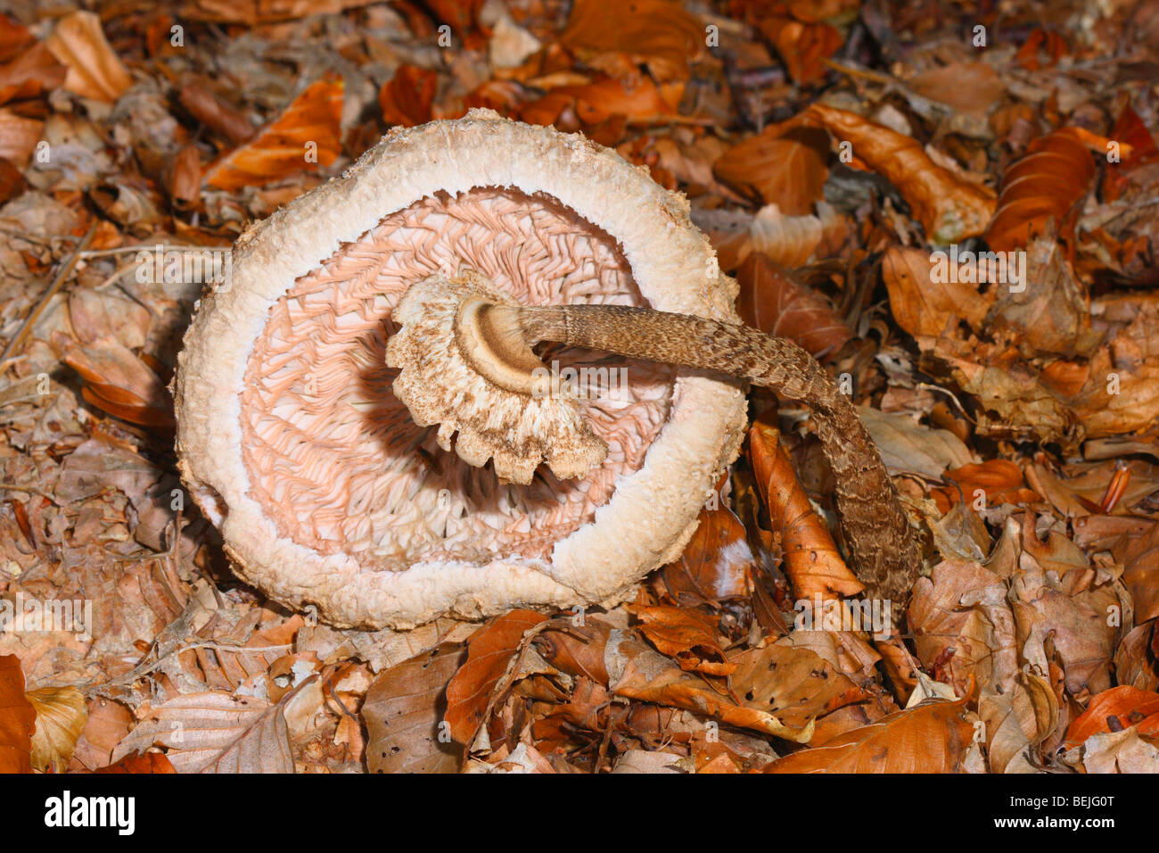 Parasol Pilz, Macrolepiota Procera. Auf Holz Boden herunterfallen Stockfoto
