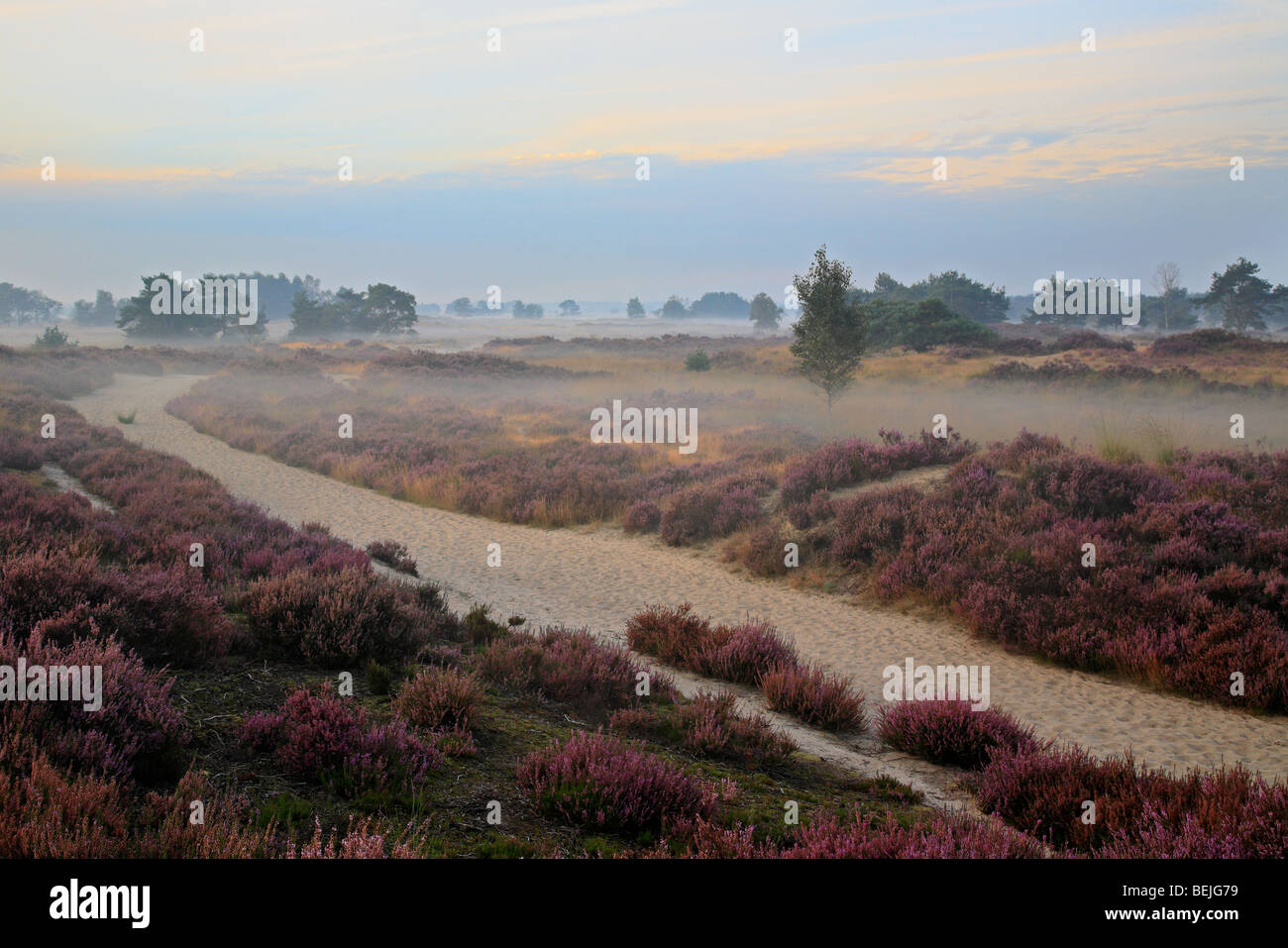 Pfad und Nebel hängt über der Kalmthouter Heide, Belgien Stockfoto