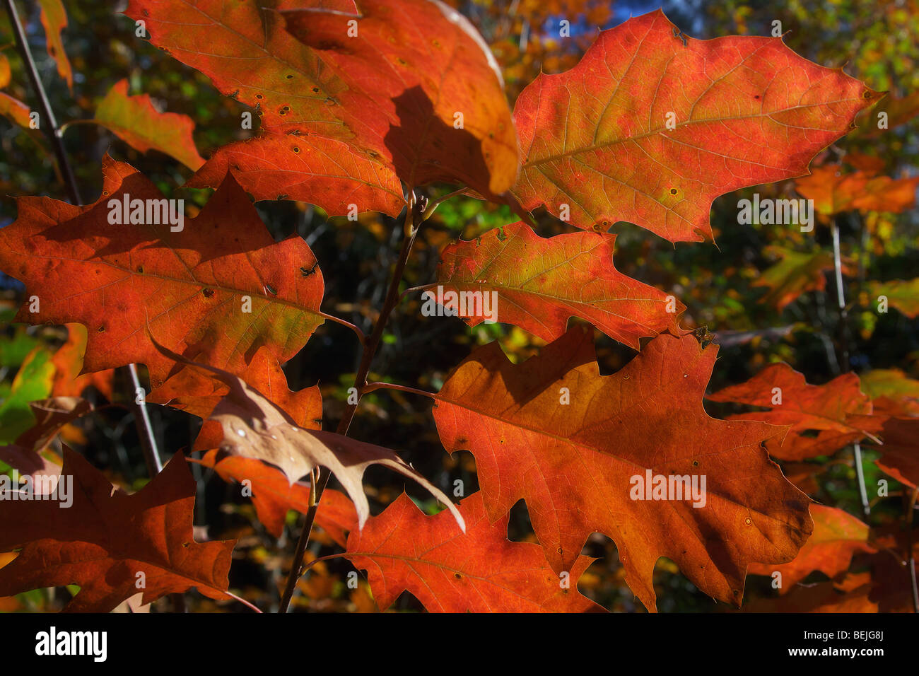 Detail der farbigen Blätter im Herbst, einen Spaziergang durch den Wald Stockfoto