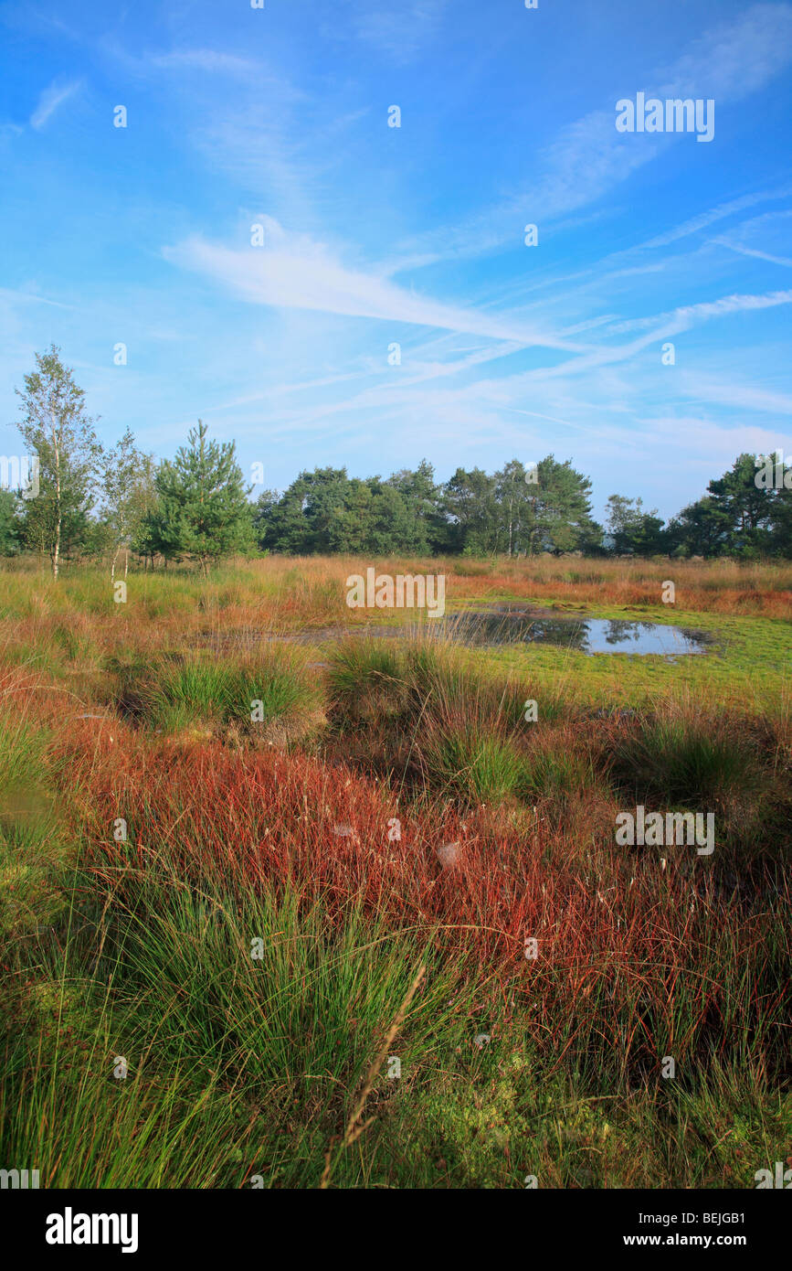 Pool im Heideland, Kalmthouter Heide, Belgien Stockfoto