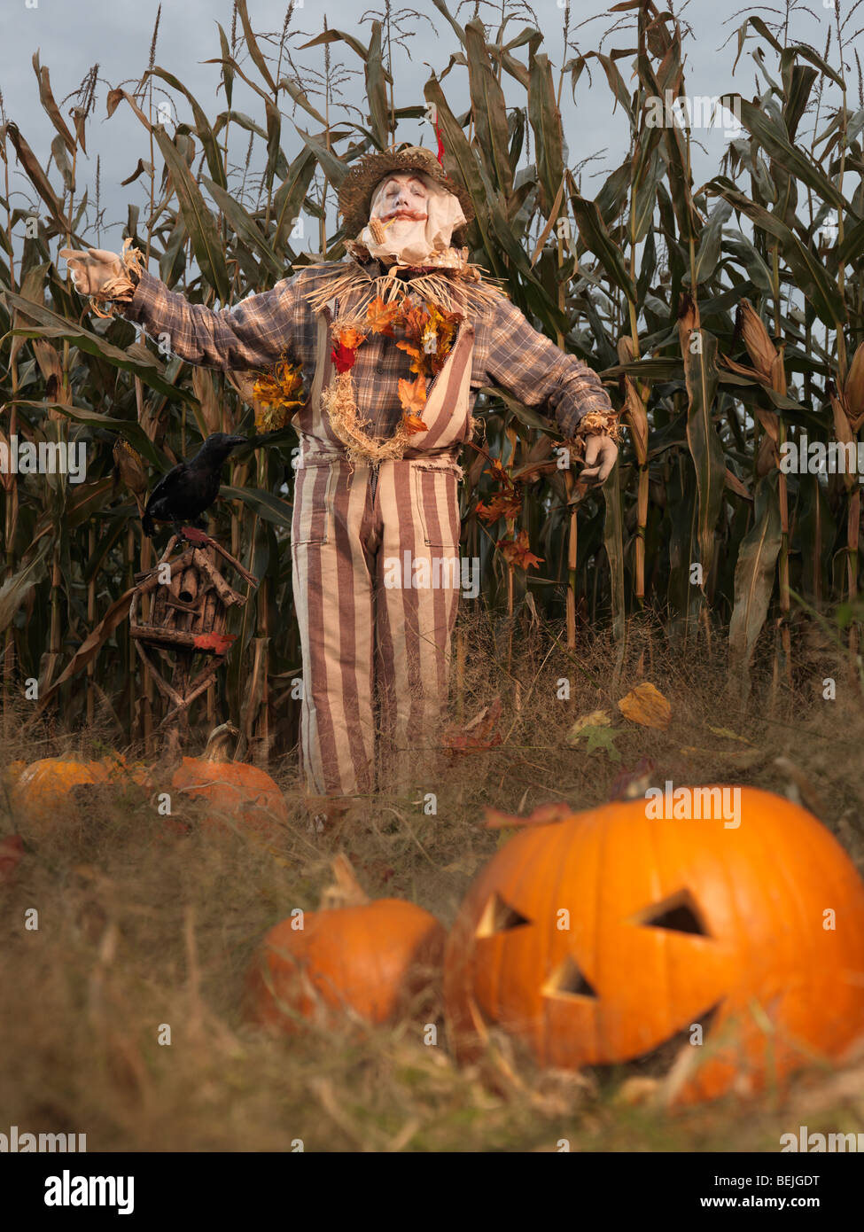 Führerschein verfügbar unter MaximImages.com - Vogelscheuche und Kürbisse in einem Maisfeld. Halloween-Thema. Stockfoto