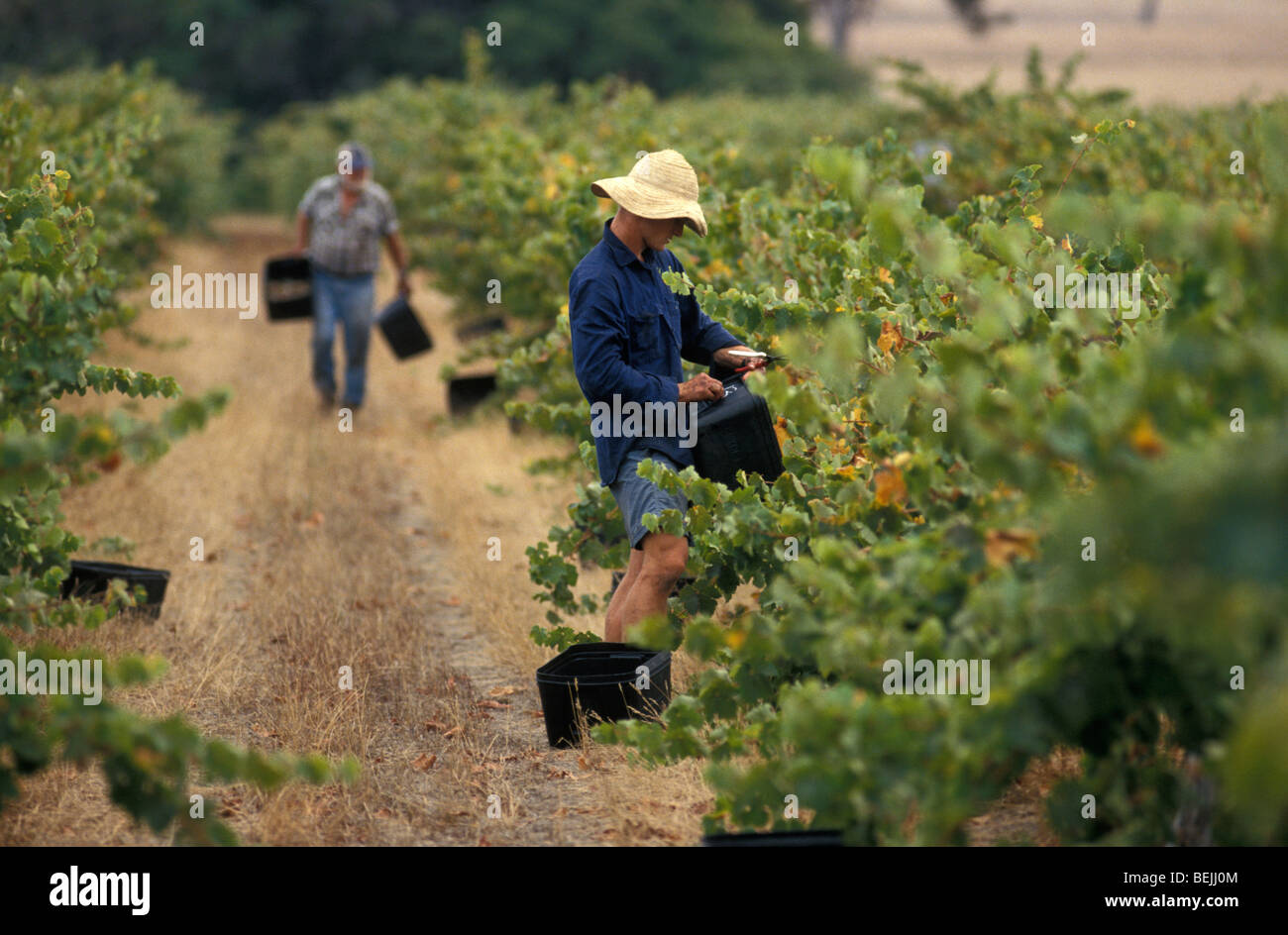 Wein Ernte Cullen Weine Margaret River-Western Australia-Australien Stockfoto