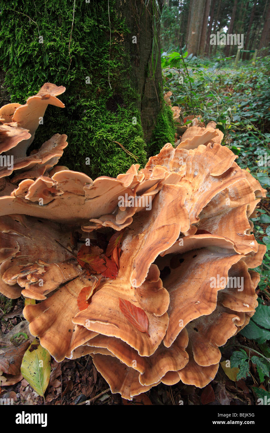 Riesige Polypore Halterung Pilz / schwarz-Färbung Polypore (Meripilus Giganteus / Polyporus Giganteus) auf Baumstamm Stockfoto