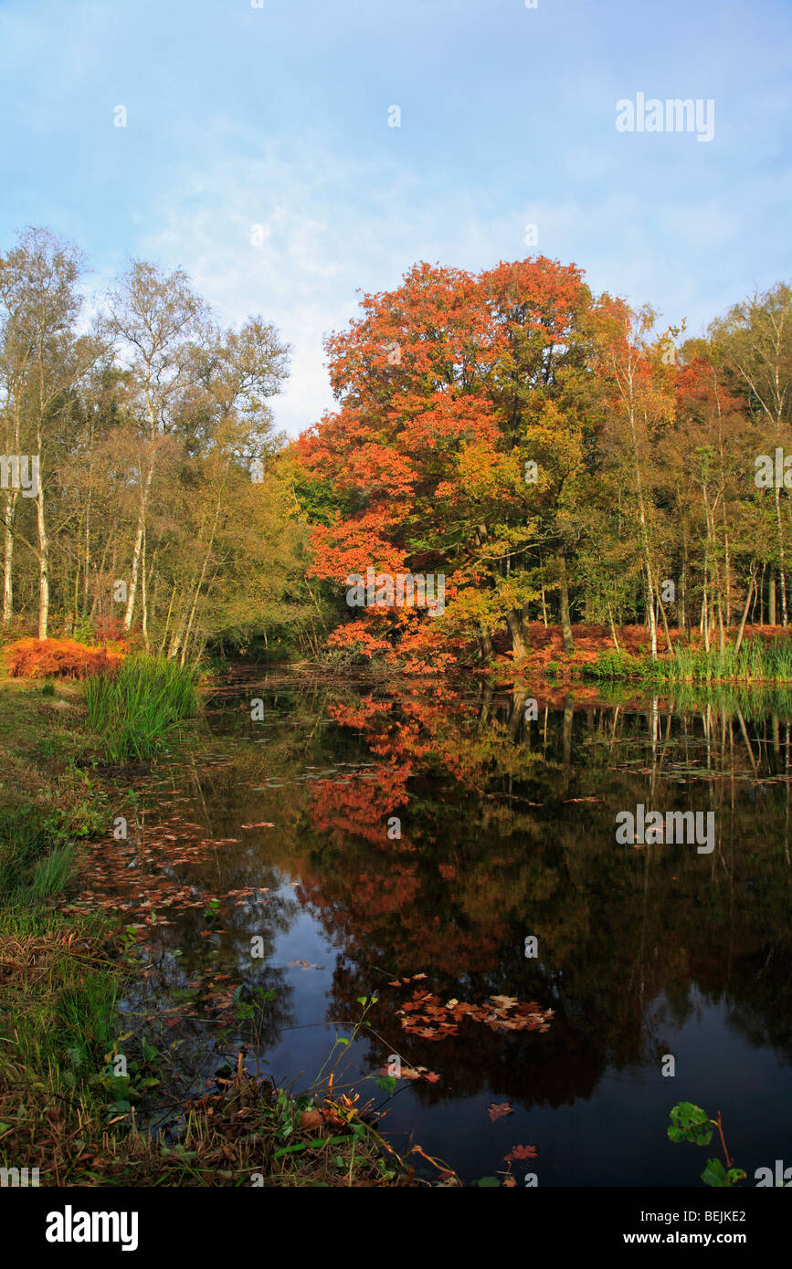 Bäume in Herbstfarben an Teich, Belgien Stockfoto