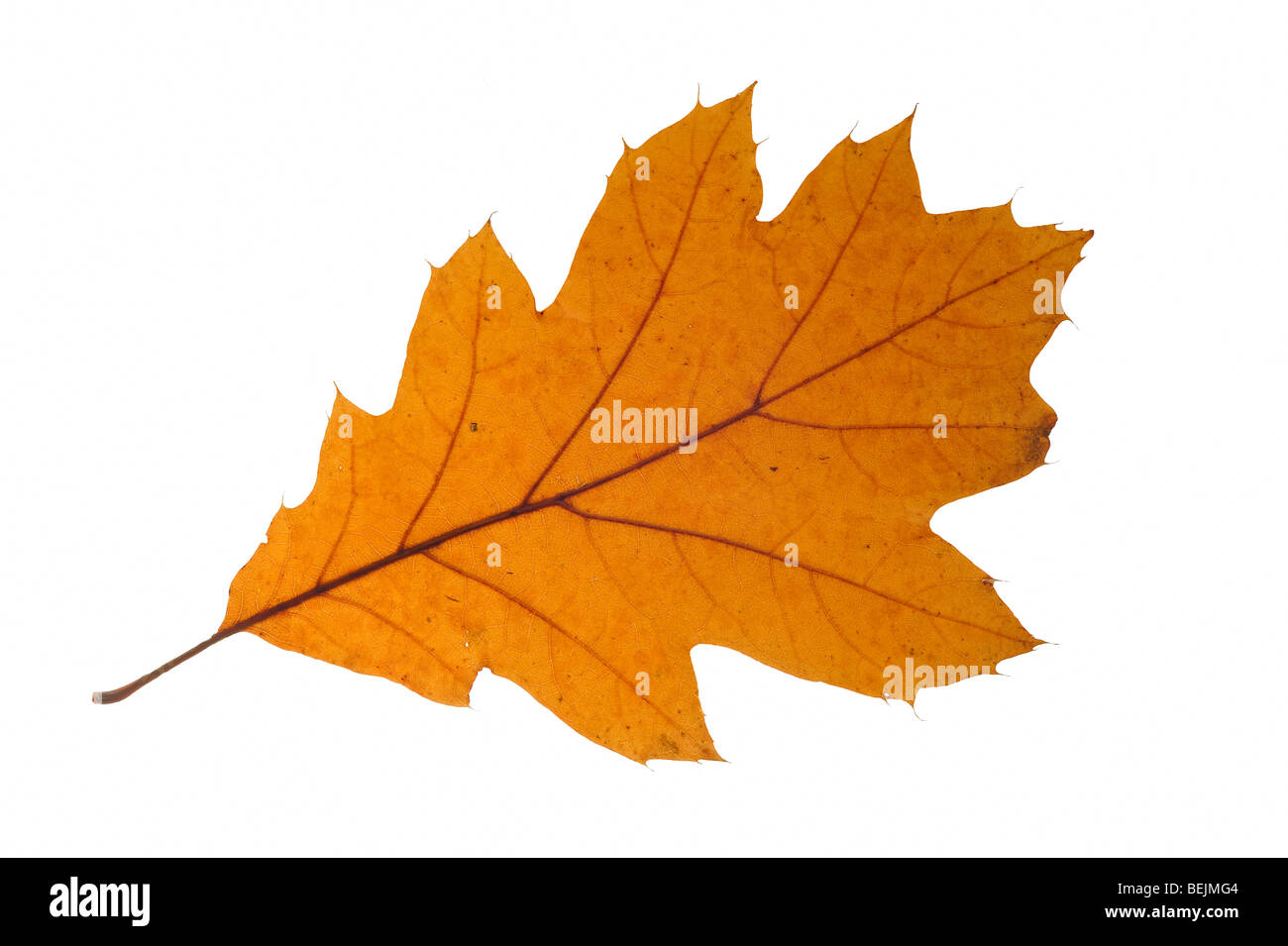 Nördliche rote Eiche / Champion (Quercus Rubra) Eichenblatt in Herbstfarben, ursprünglich aus Nordamerika auf weißem Hintergrund Stockfoto
