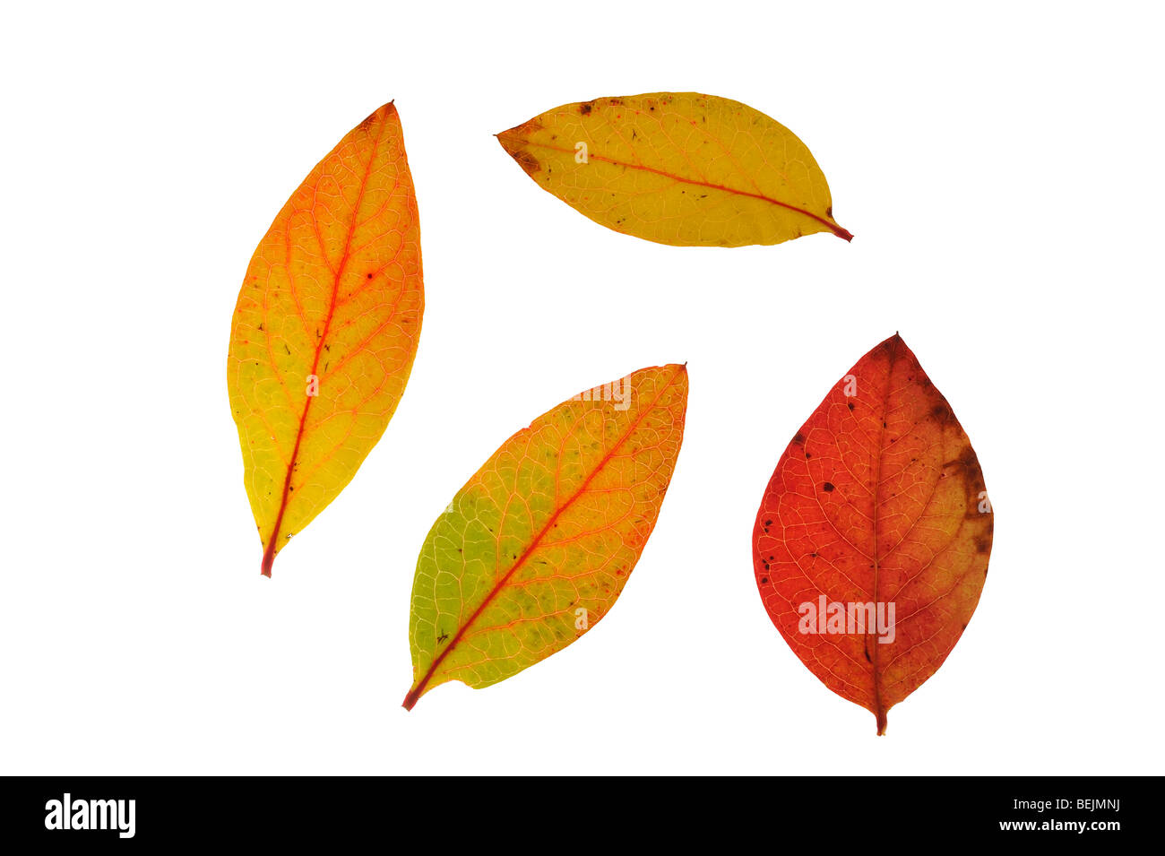 Schneeball-Heidelbeere (Vaccinium Corymbosum) Blätter in Herbstfärbung, in Nordamerika heimisch Stockfoto