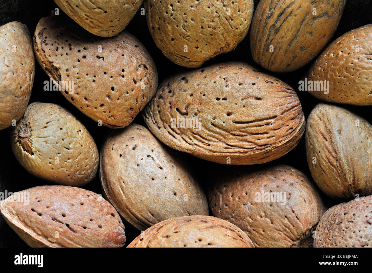 Ungeschälte Mandeln Nüssen geerntet (Prunus Dulcis / Prunus Amygdalus) in der Schale Stockfoto
