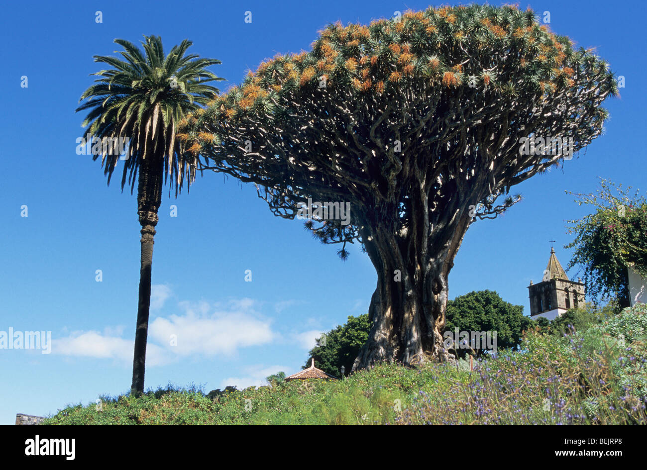 Drachenbaum, Dracaena Draco bei Icod de Los Vinos, Teneriffa, Kanarische Inseln, Spanien Stockfoto