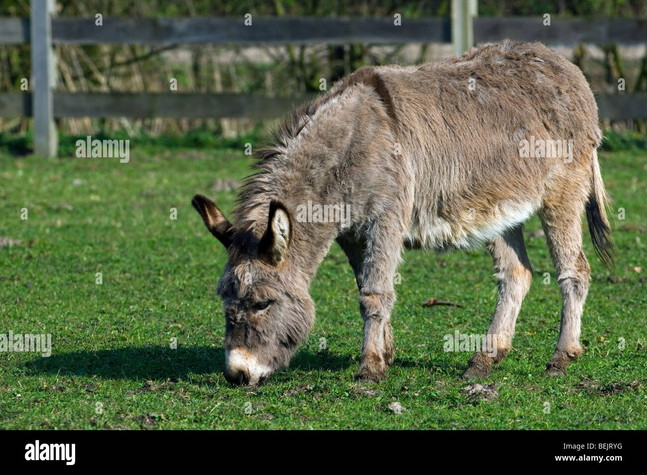 Saint Andrew / Sint Andries Esel Rasse Beweidung Rasen im Feld, Belgien Stockfoto