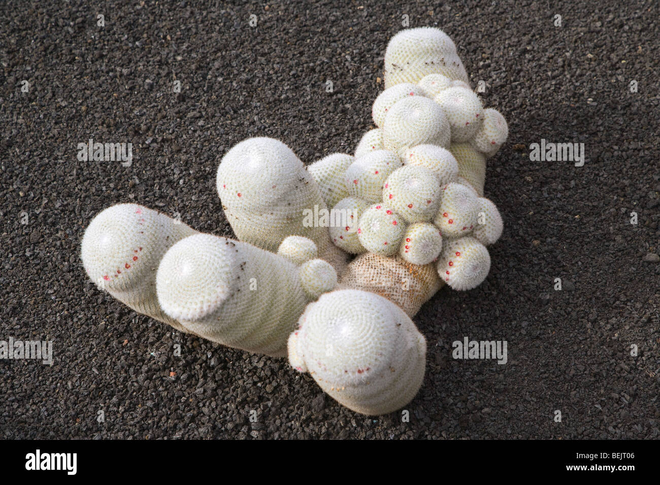 Entworfen von Cesar Manrique, Mammillaria Haageana Kaktusgarten Guatiza, Lanzarote, Kanarische Inseln, Spanien Stockfoto