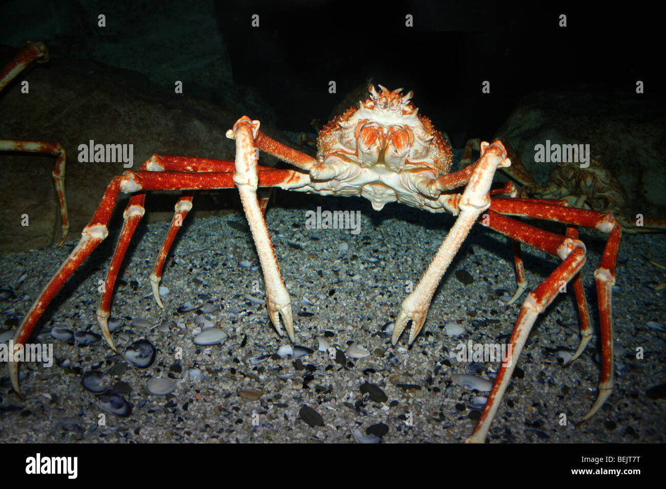 Japanische Seespinne Macrocheira Kaempferi genommen im Two Oceans Aquarium, Kapstadt, Südafrika Stockfoto