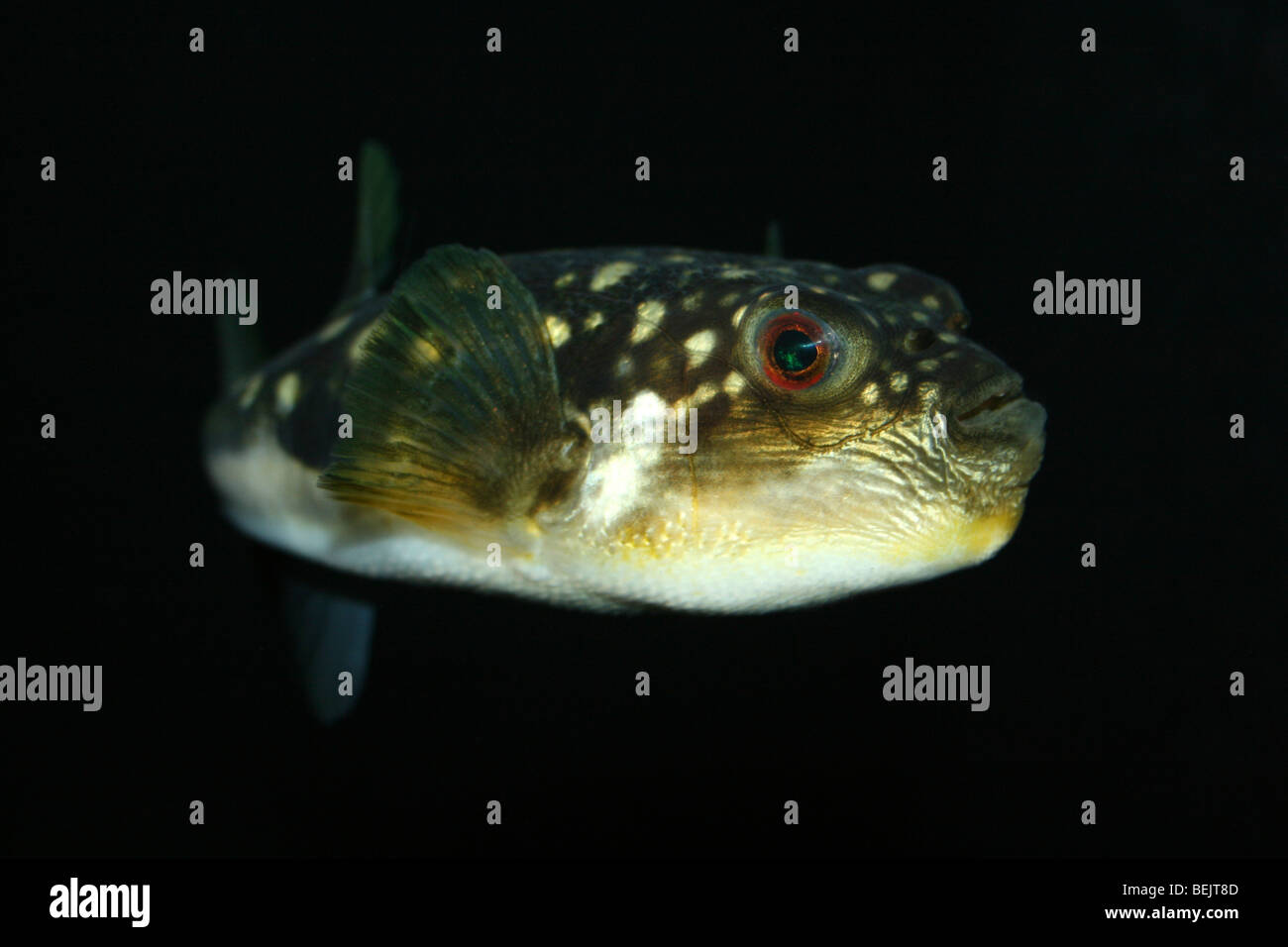 Böse Augen Kugelfisch Fisch Amblyrhynchotes Honckenii genommen im Two Oceans Aquarium, Kapstadt, Südafrika Stockfoto