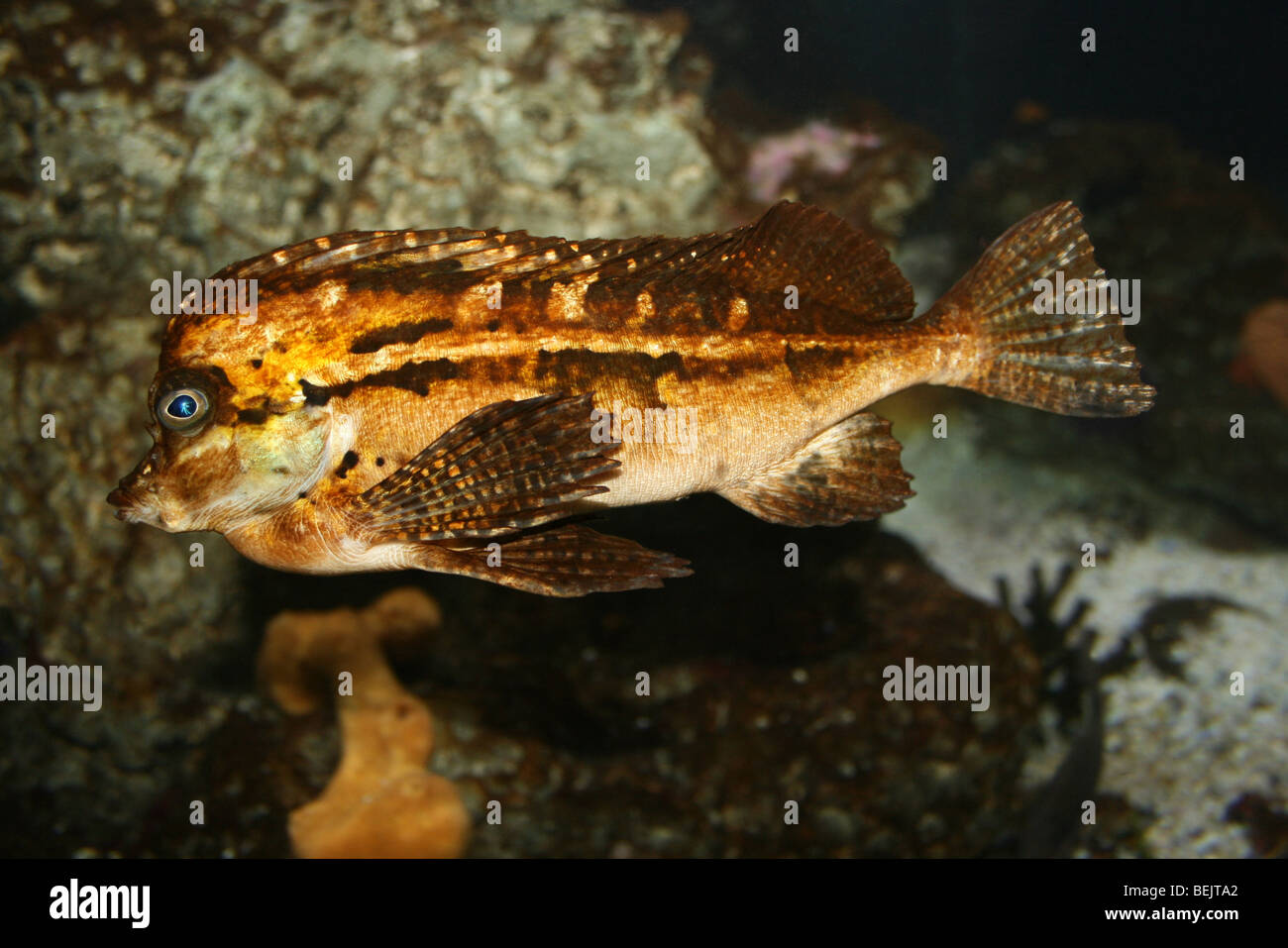 Spinenose Horsefish Congiopodus Spinifer genommen im Two Oceans Aquarium, Kapstadt, Südafrika Stockfoto