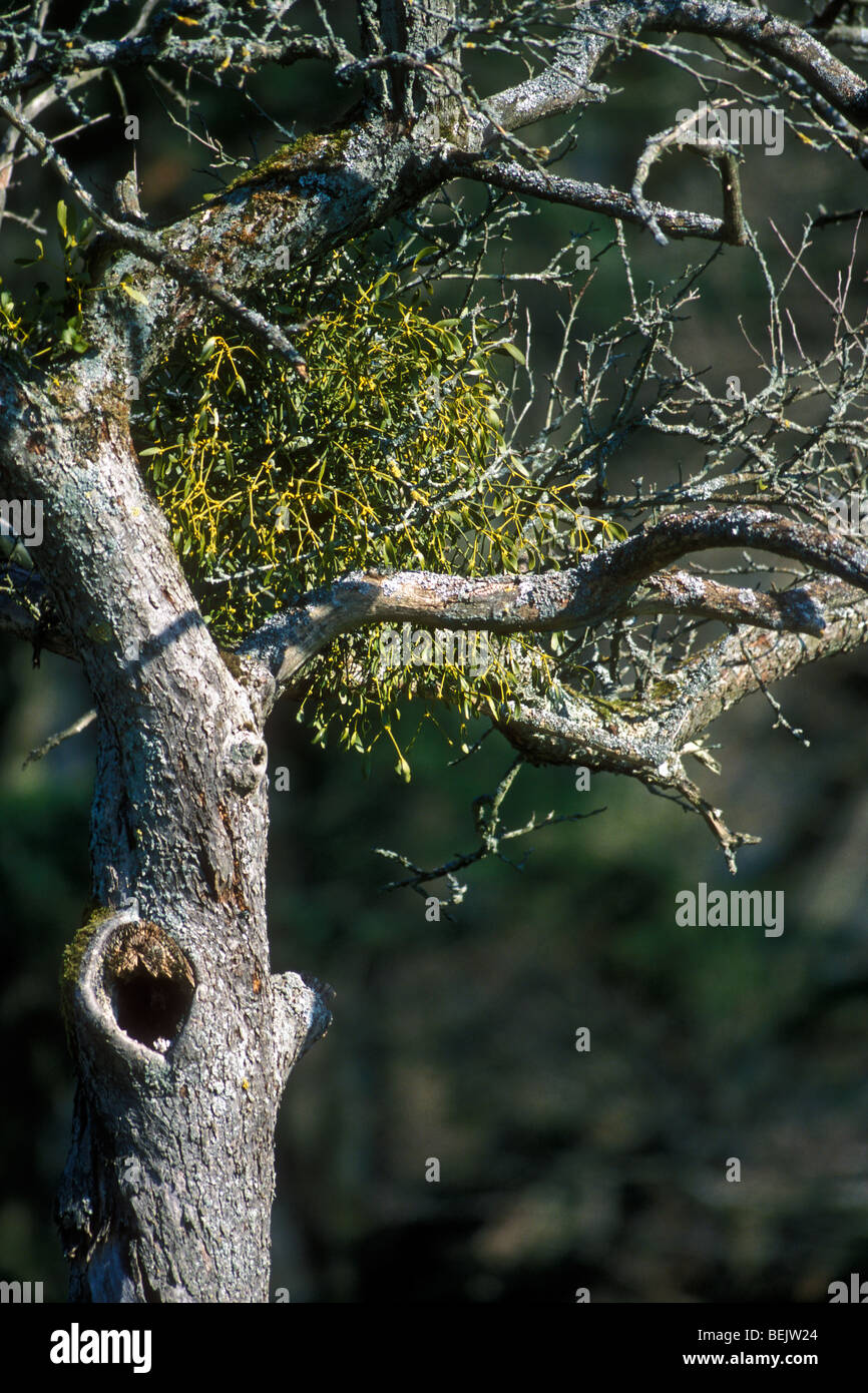 Mistel (Viscum Album), Hemi-parasitäre Strauch wächst am Baum im Frühling Stockfoto