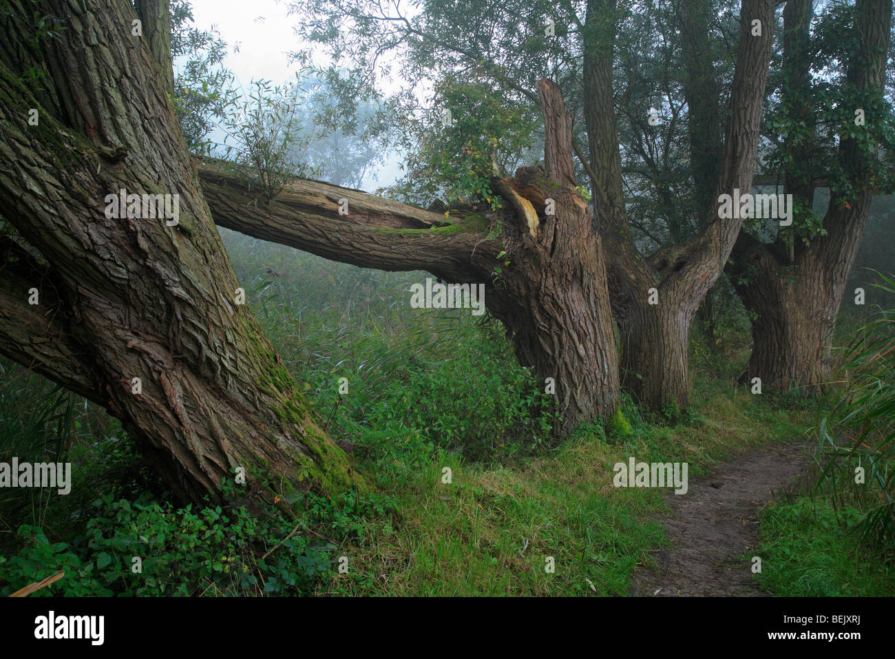 Weg entlang weiße Weiden (Salix Alba), Belgien Stockfoto