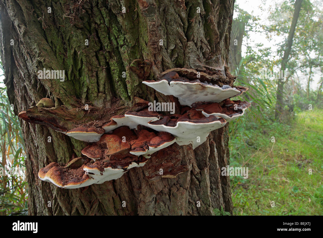 Südlichen Halterung-Pilz (Ganoderma Adspersum / Ganoderma Europaeum / Polyporus Adspersus) auf Baumstamm Stockfoto