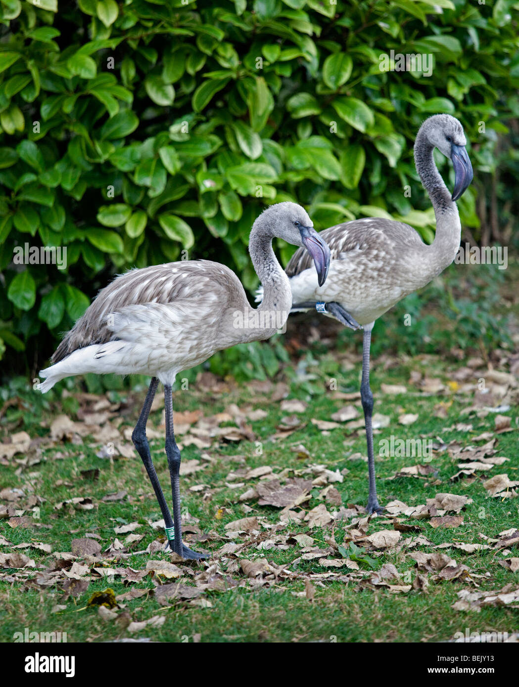 Großflamingos (phoenicopterus roseus) juveniles Stockfoto