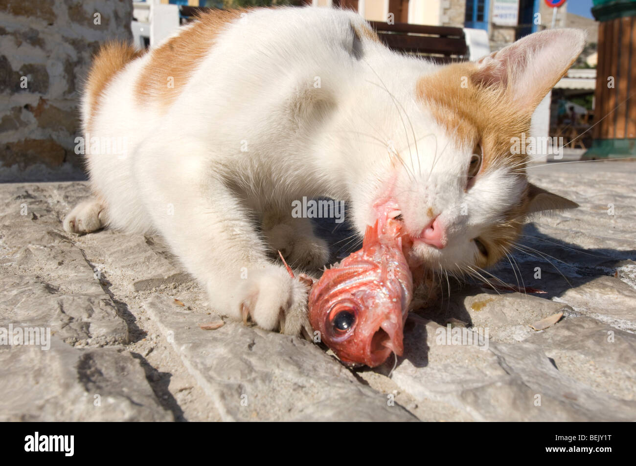 Eine streunende Katze auf einem griechischen Harbourside mit einem geborgenen Fisch Stockfoto