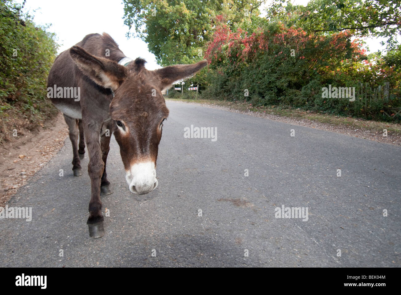 Esel im New Forest roaming Stockfoto