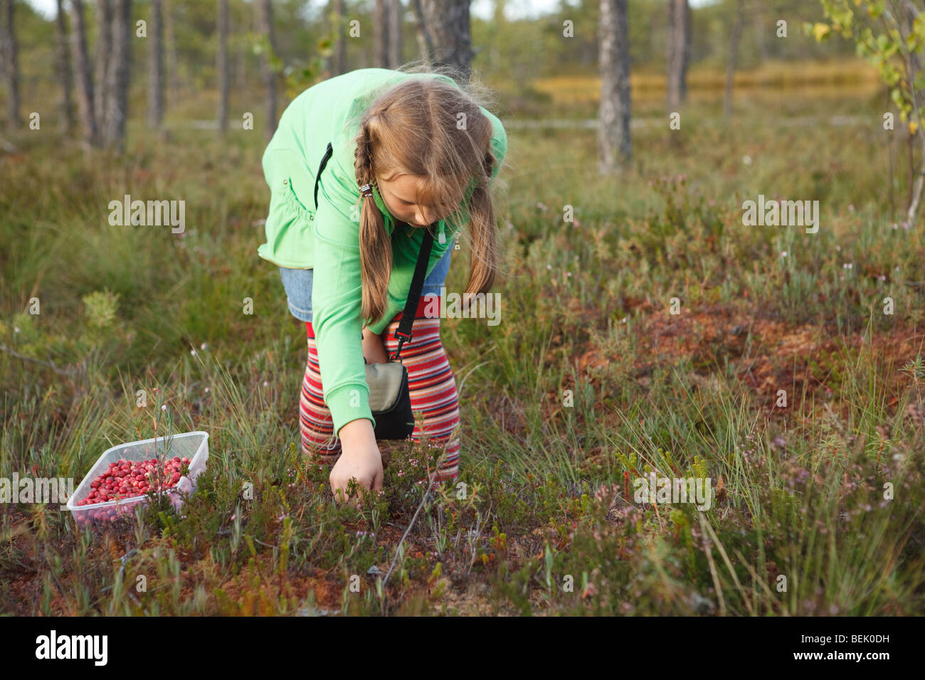 Kleines Mädchen pflücken wilde Bio Preiselbeeren in einem Sumpf Stockfoto