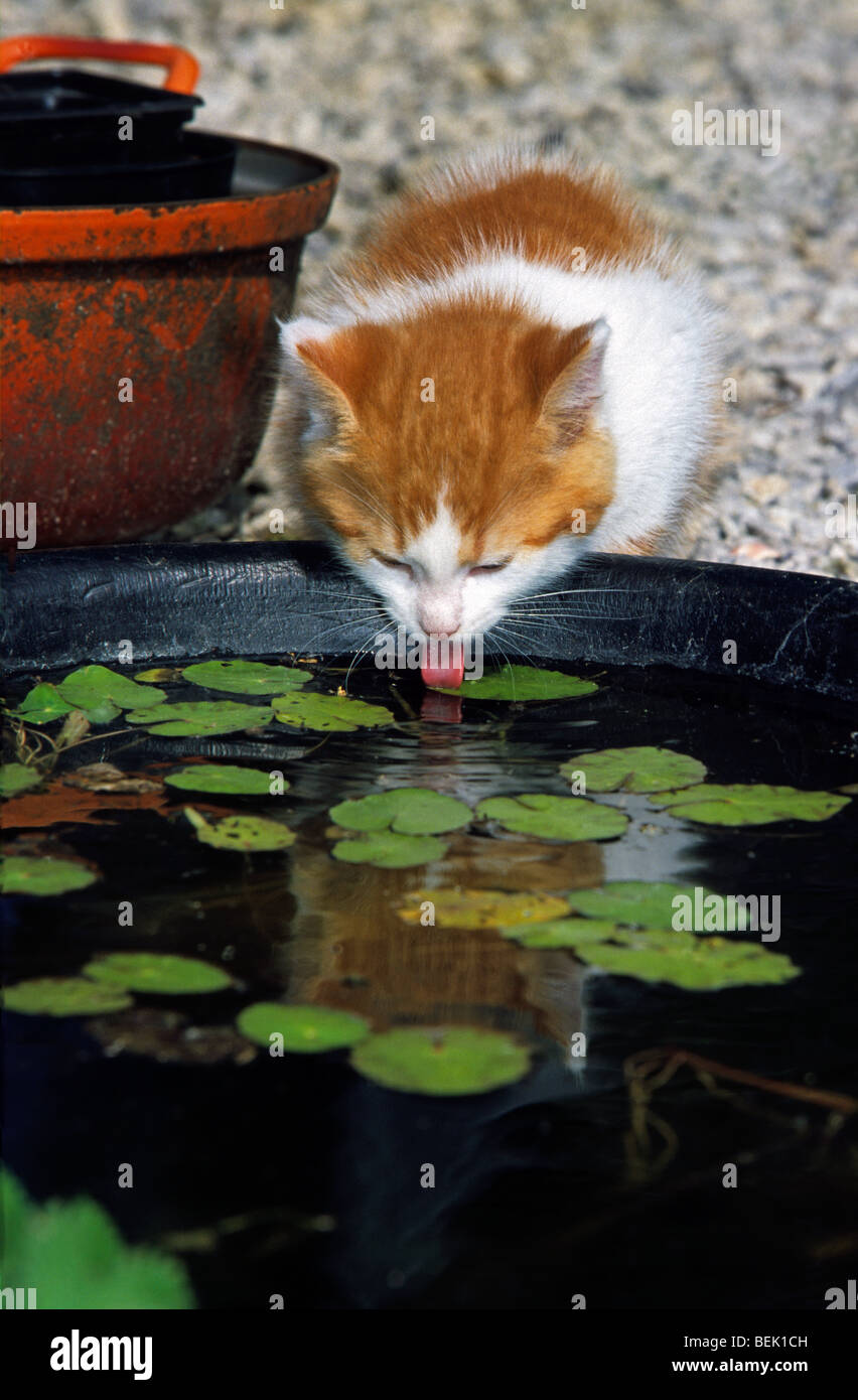 Kätzchen Trinkwasser aus Gartenteich Stockfoto