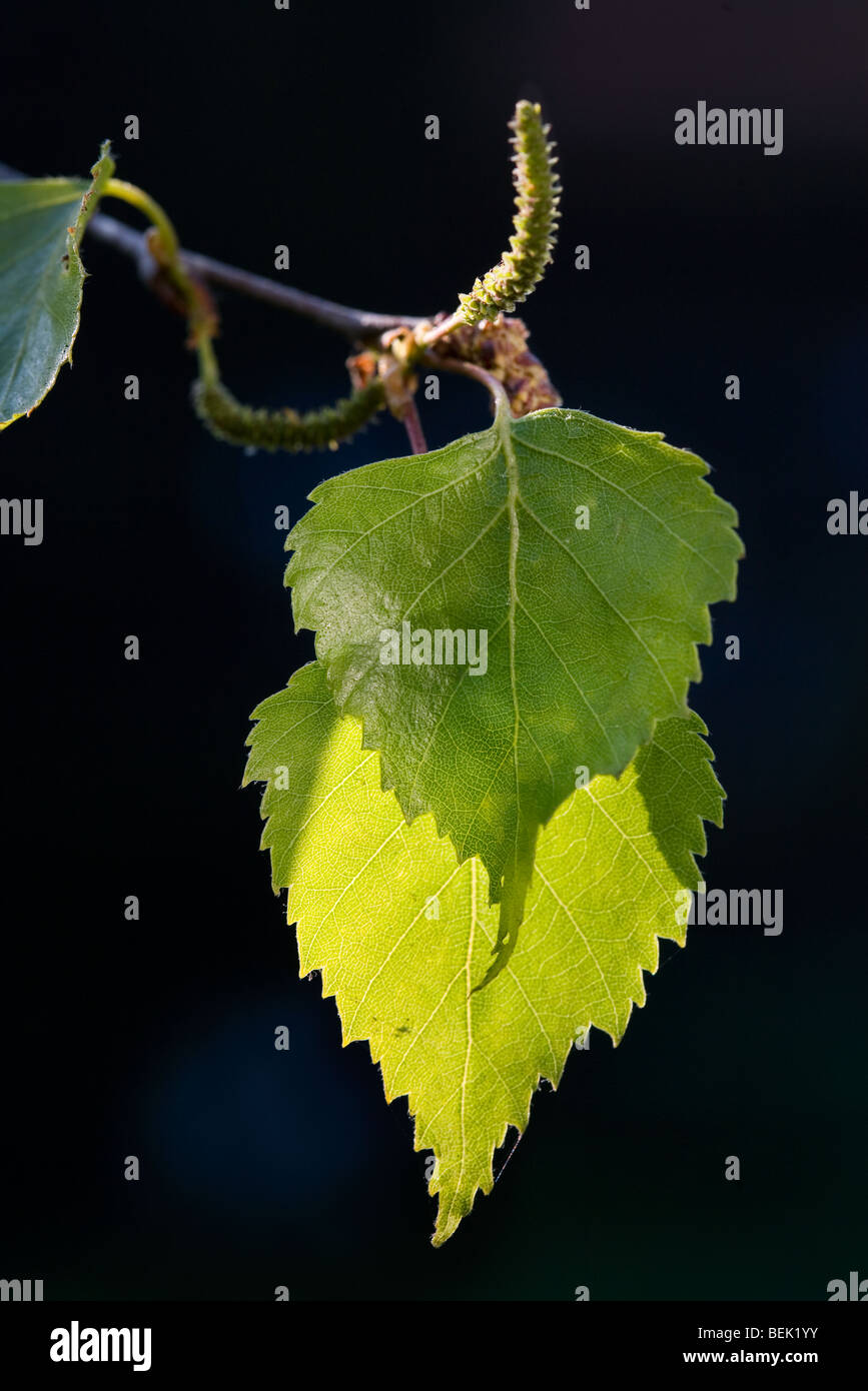 Blätter der Birke (Betula Pendel) im Frühjahr Stockfoto