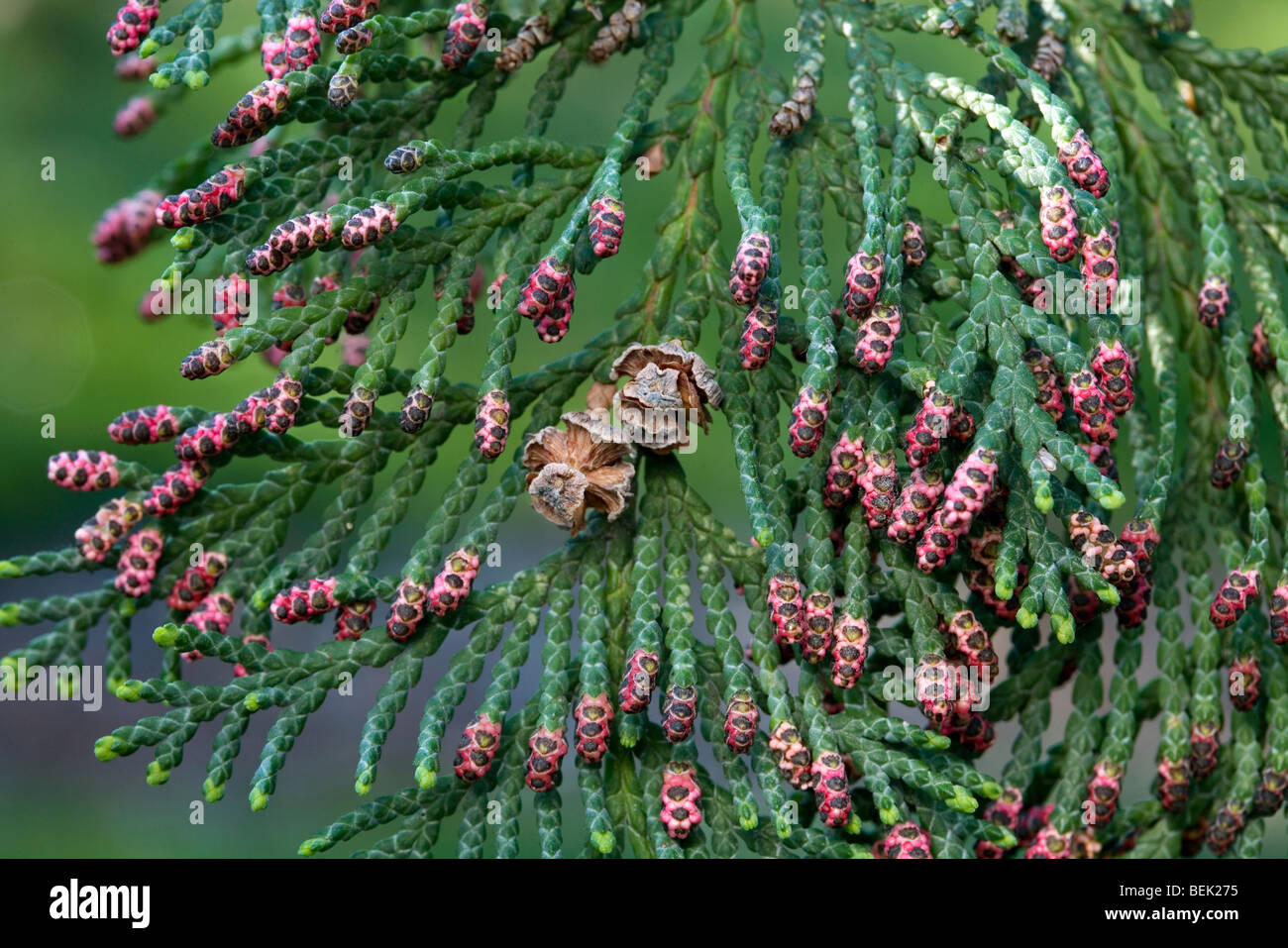 Port Orford Zeder / Lawson Zypresse (Chamaecyparis lawsoniana), aus Oregon und Nordwesten Kaliforniens, Nahaufnahme von Ästen mit Zapfen Stockfoto