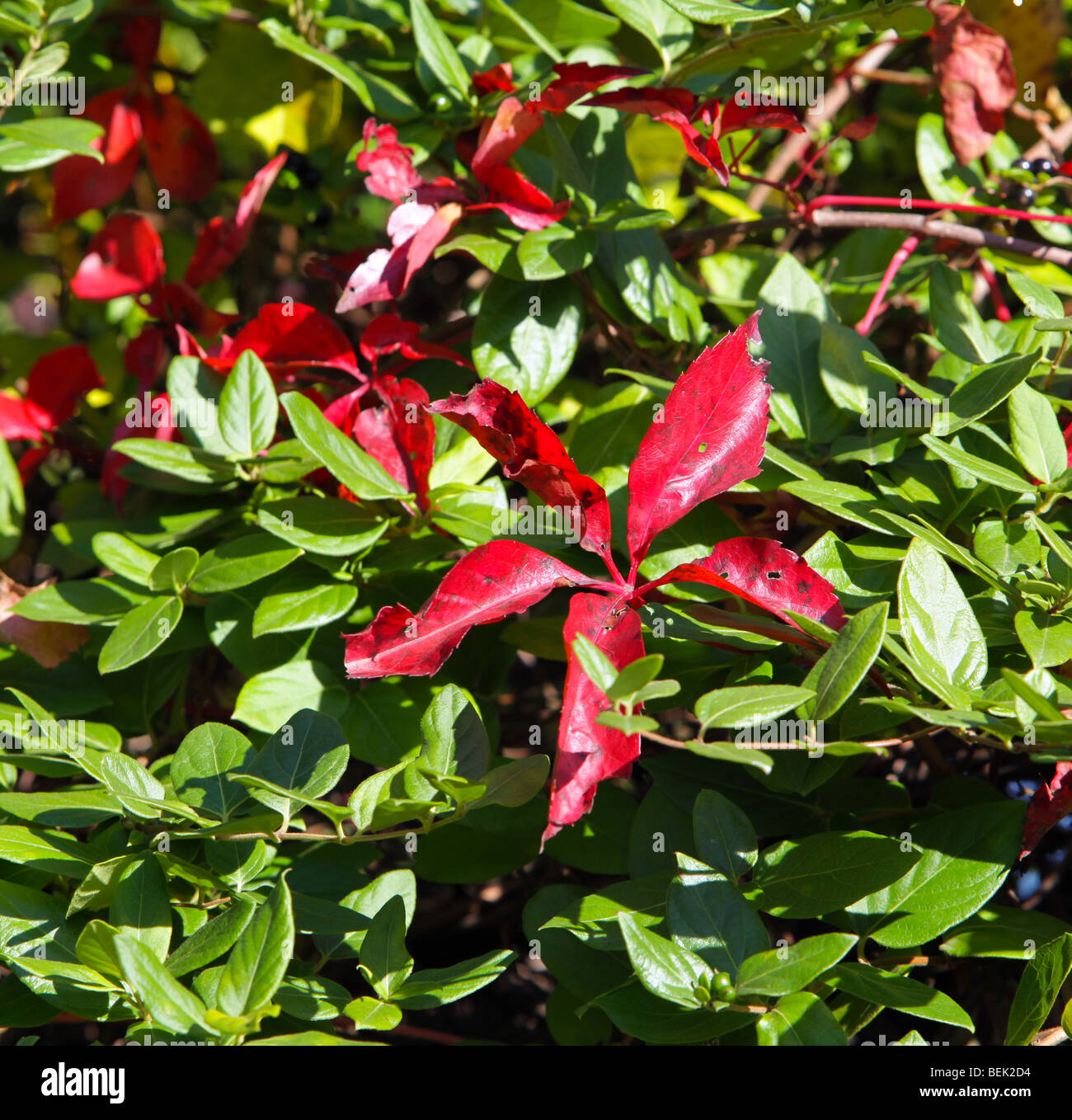 Herbstlaub Schuss Closeup. Rot gold gelb grün Orange. Farbe Farbe bunt bunte lebendige Blätter der Herbst-Saison. Stockfoto