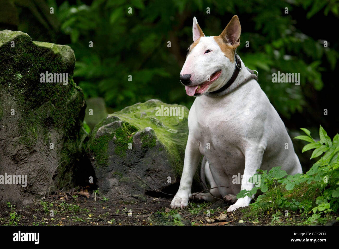 White Bull Terrier Hund im Freien sitzen Stockfoto