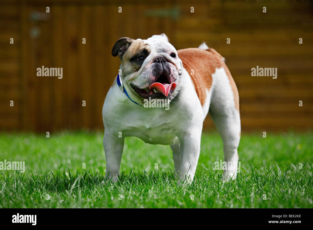 Bulldogge, britische Hunderasse auf Rasen im Garten Stockfoto