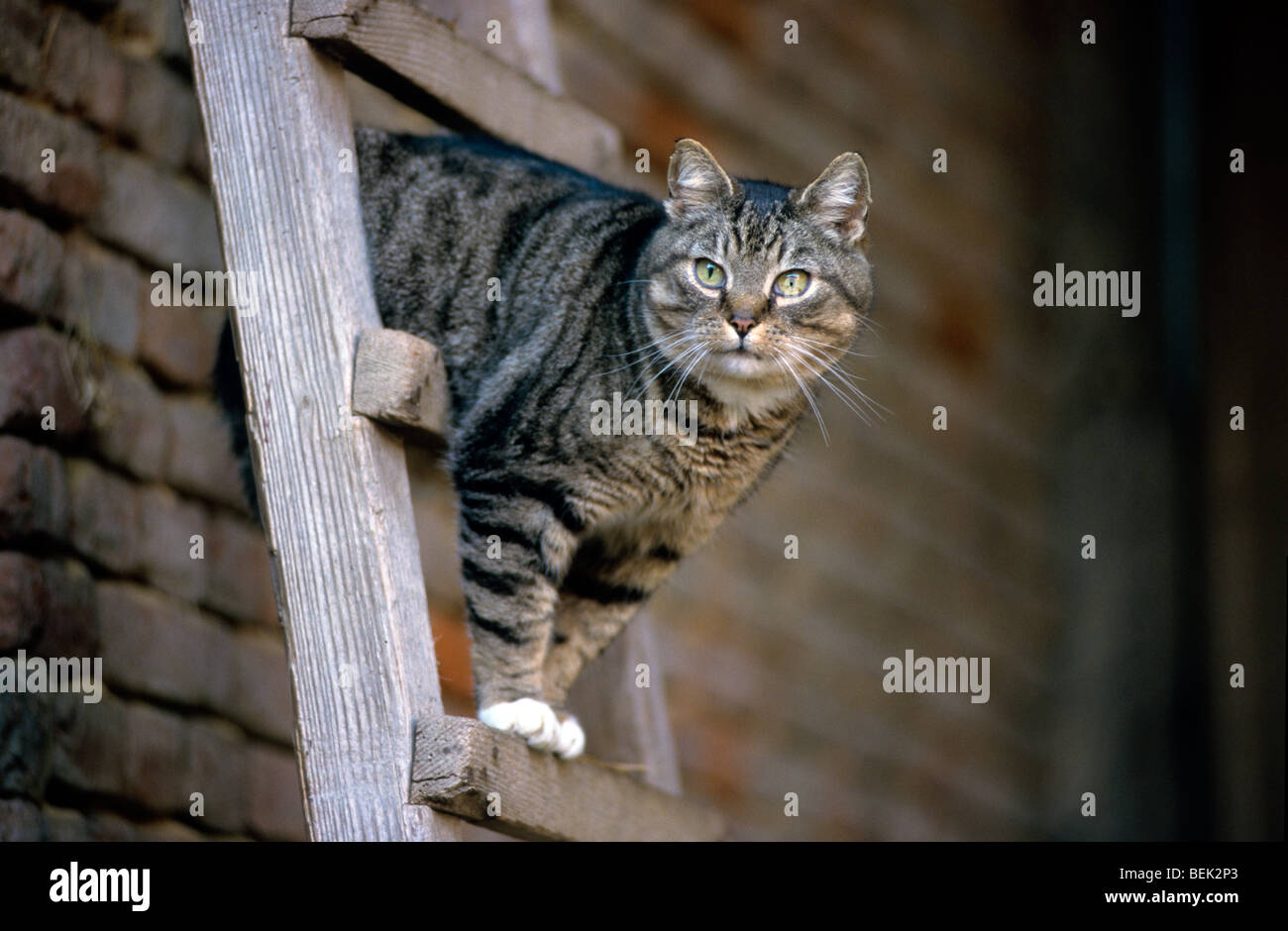 Inländische Hauskatze auf Leiter am Bauernhof (Felis Silvestris Catus) Stockfoto