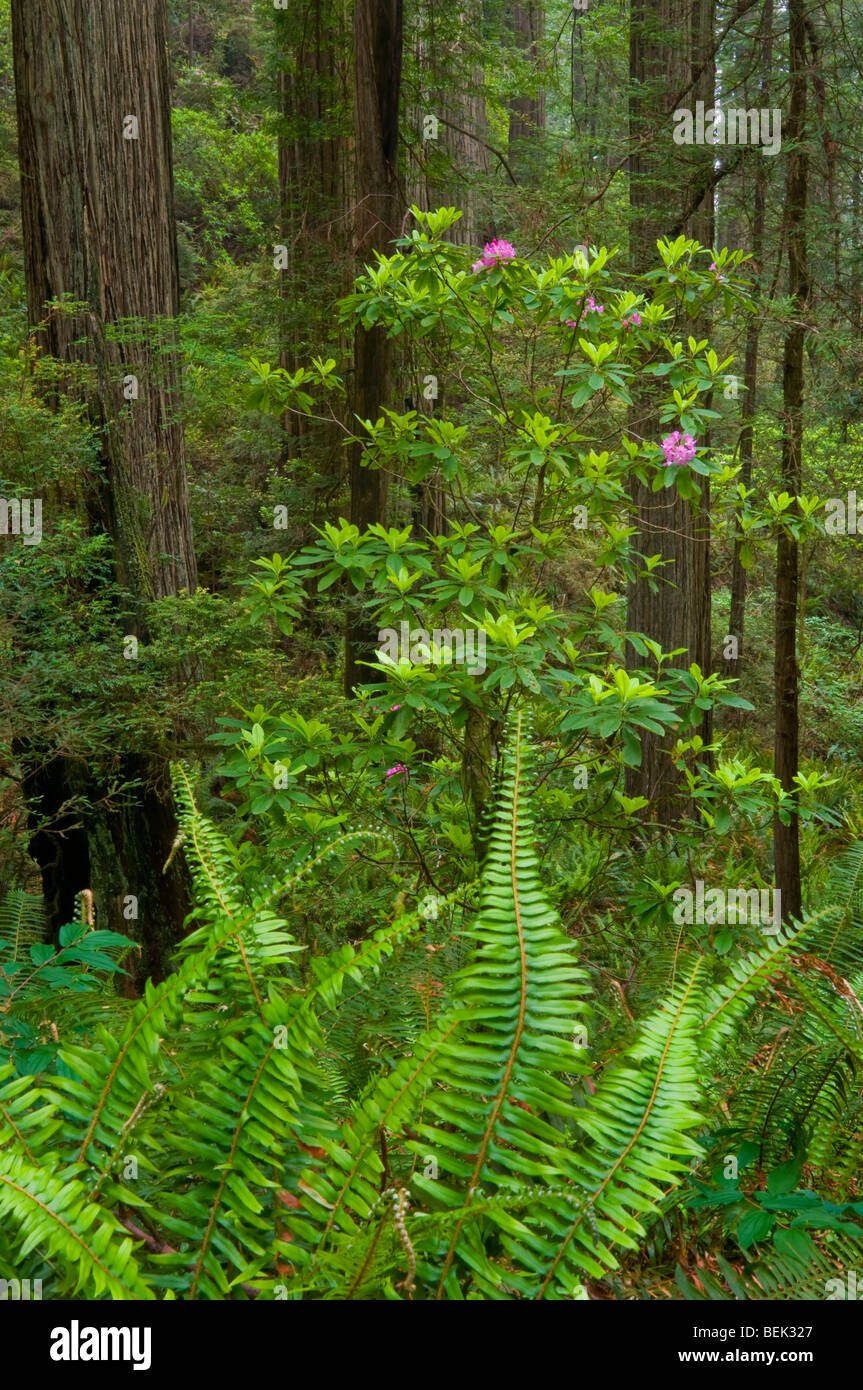 Trail durch Redwood-Bäume und Wald, Del Norte Coast Redwood State Park, Kalifornien Stockfoto