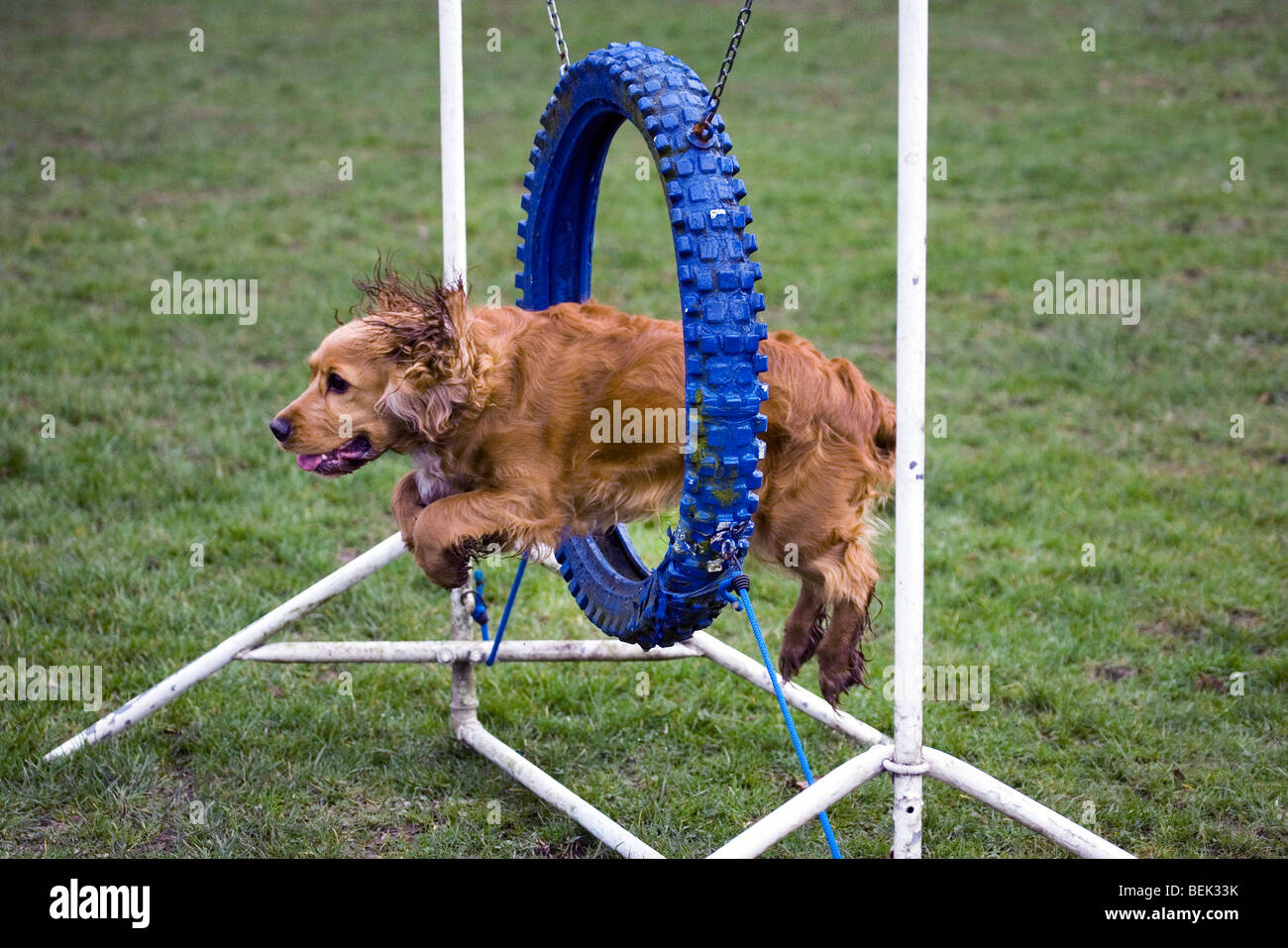 Cocker Spaniel Hund springen durch Reifen in ein Hindernis-Parcours im Agility Bereich der Hundeschule Stockfoto