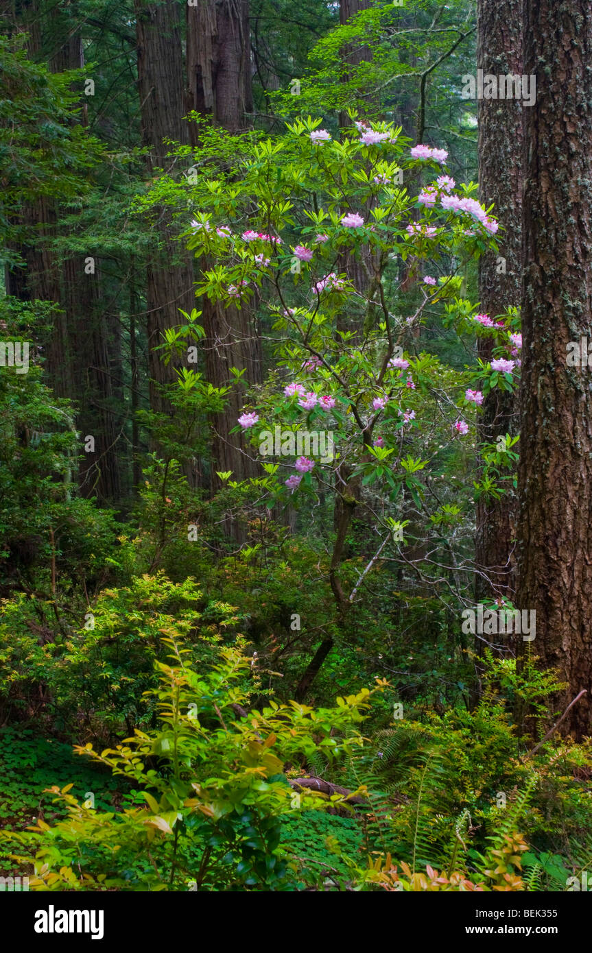 Wilde Rhododendren blühen im Redwood-Baum-Wald, Del Norte Coast Redwood State Park, Kalifornien Stockfoto