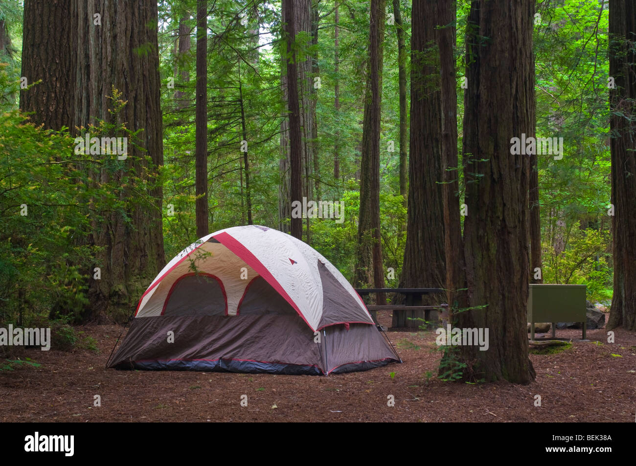 Zelt camping auf Campingplatz in Redwood-Wald, Jedediah Smith Redwoods State Park, Kalifornien Stockfoto
