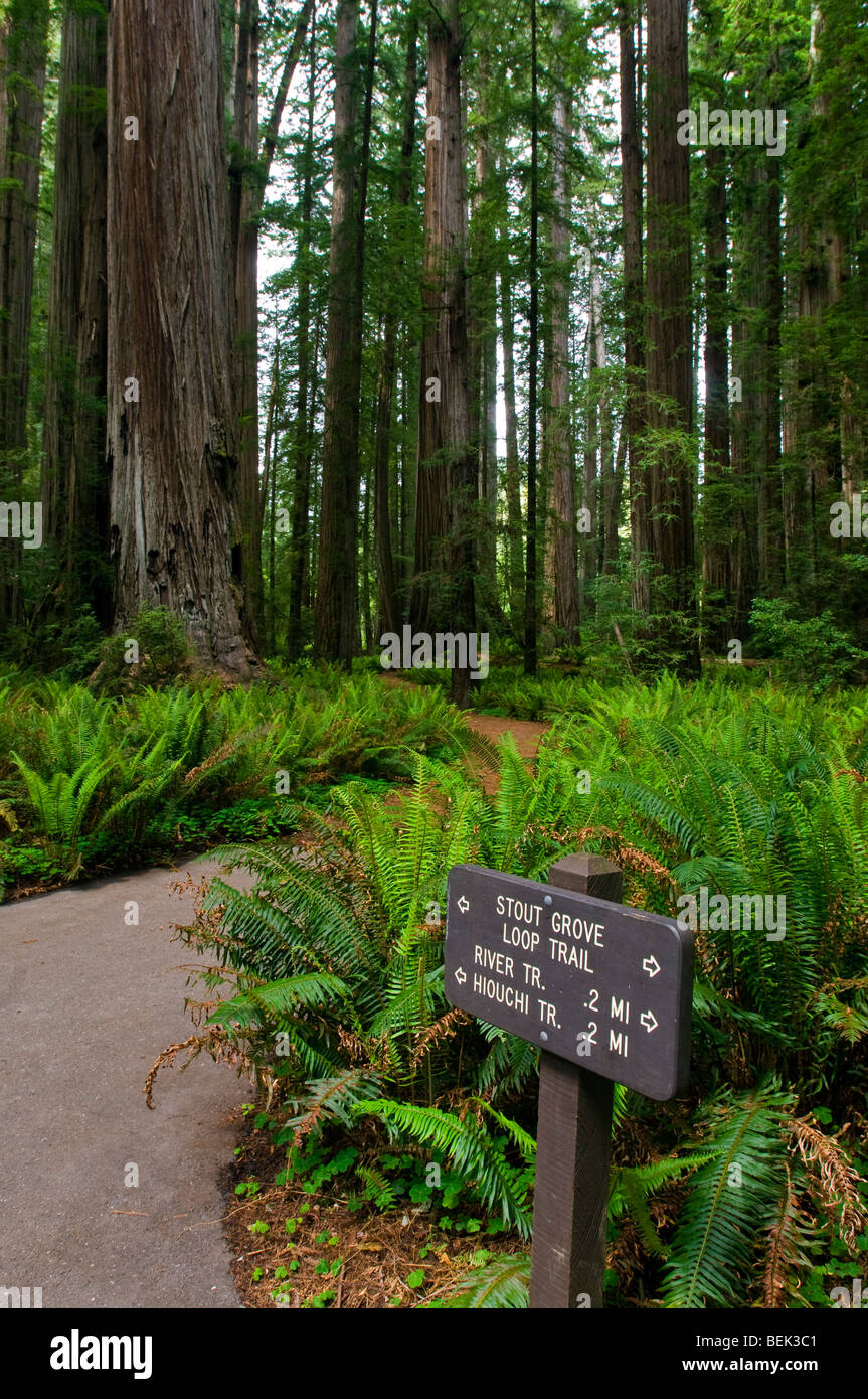 Trail durch Wald im Stout Grove, Jedediah Smith Redwoods State Park, Kalifornien Stockfoto