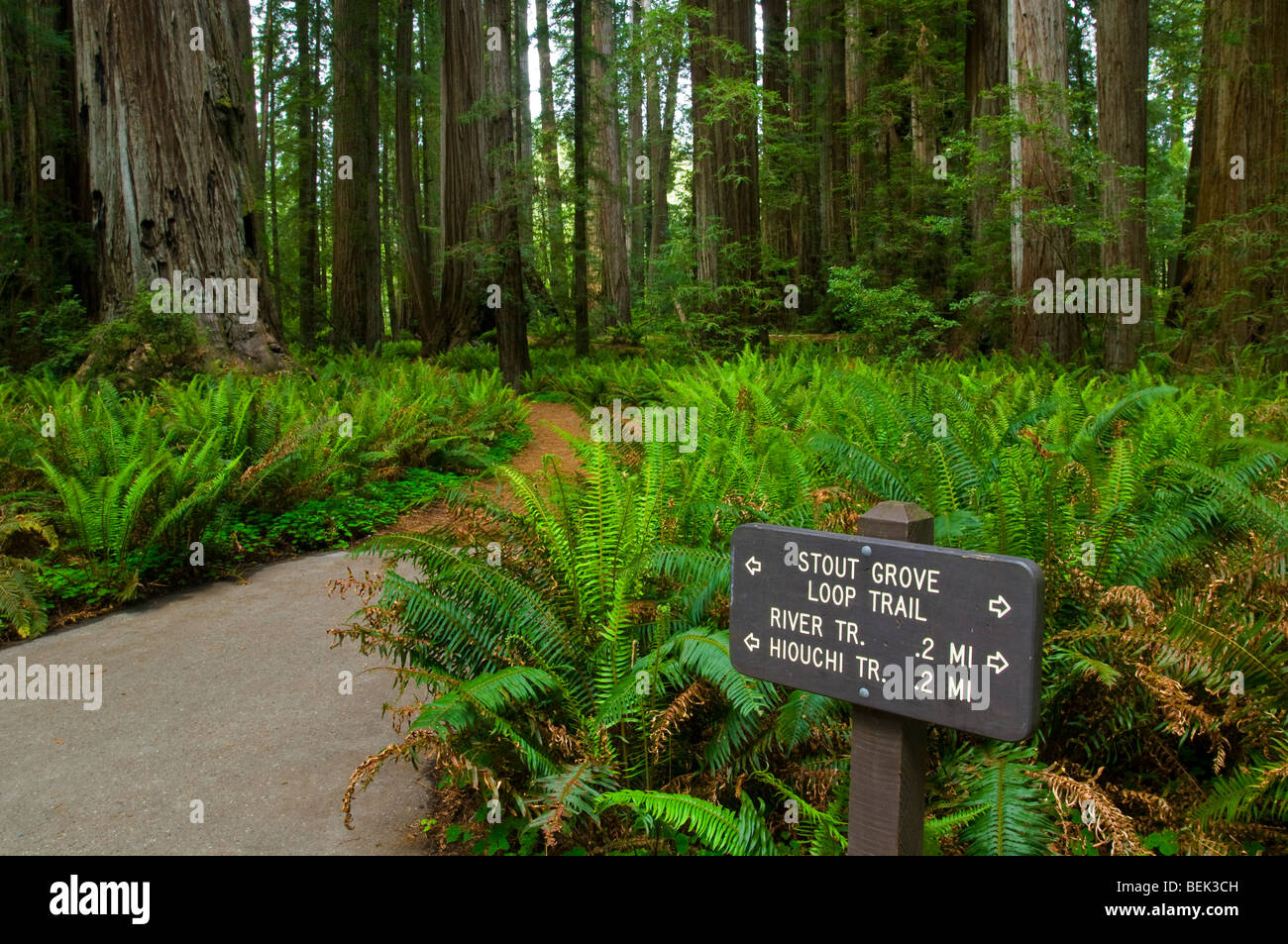 Trail durch Wald im Stout Grove, Jedediah Smith Redwoods State Park, Kalifornien Stockfoto