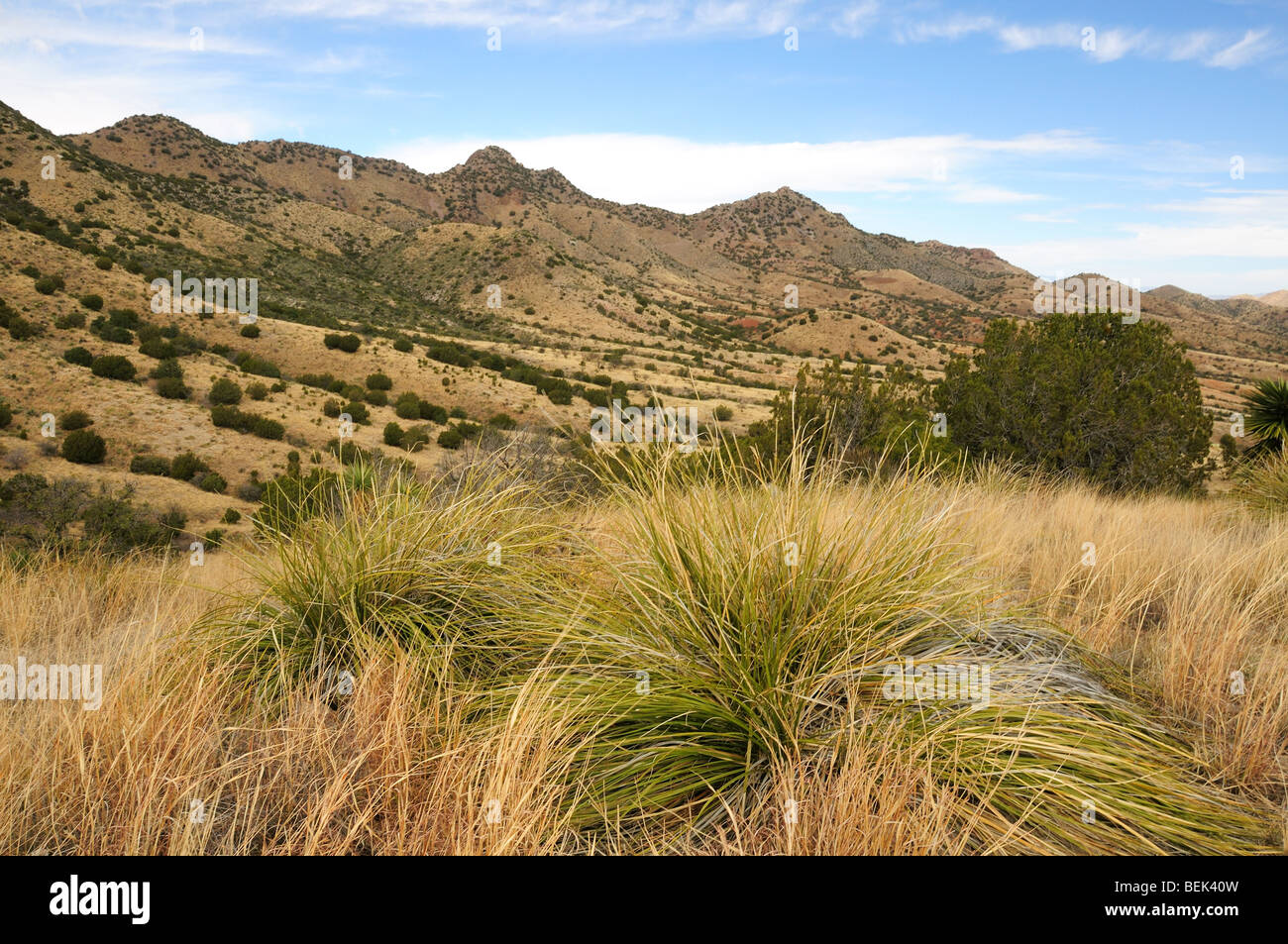 Grasland in den östlichen Ausläufern der Santa Rita Mountains der Sonora-Wüste in Arizona, USA, bei Trockenheit. Stockfoto