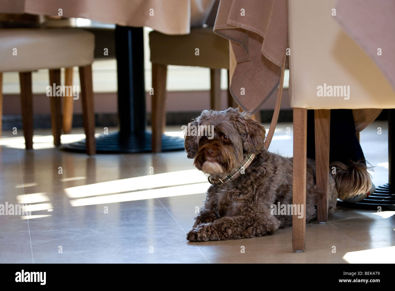 Tibet Terrier Hund ruhen auf dem Boden im restaurant Stockfoto