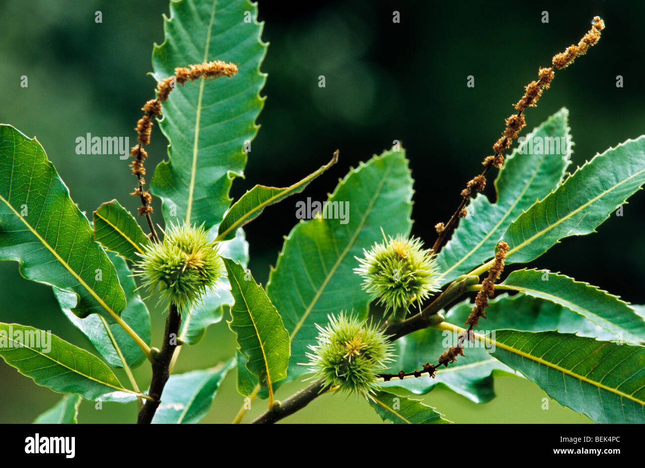 Sweet Chestnut / Marron (Castanea Sativa) zeigen Blätter und Schalen mit Nüssen Stockfoto