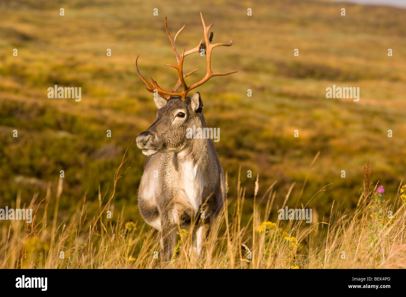 Rentier, Rangifer Tarandus älterer Erwachsener auf Cairngorm über Glen mehr. Das Geweih haben ihre samt neu vergossen. Stockfoto