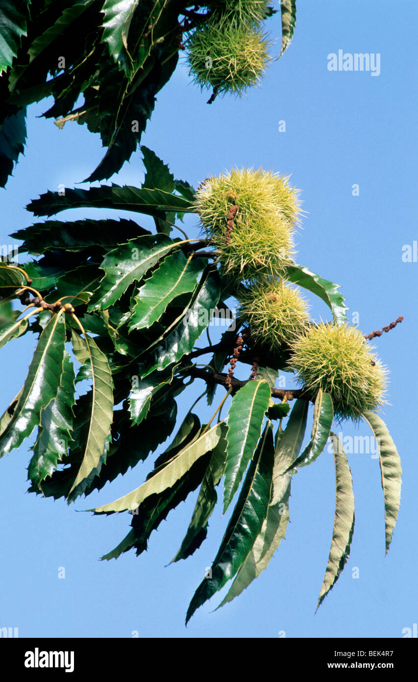 Sweet Chestnut / Marron (Castanea Sativa) zeigen Blätter und Schalen mit Nüssen Stockfoto