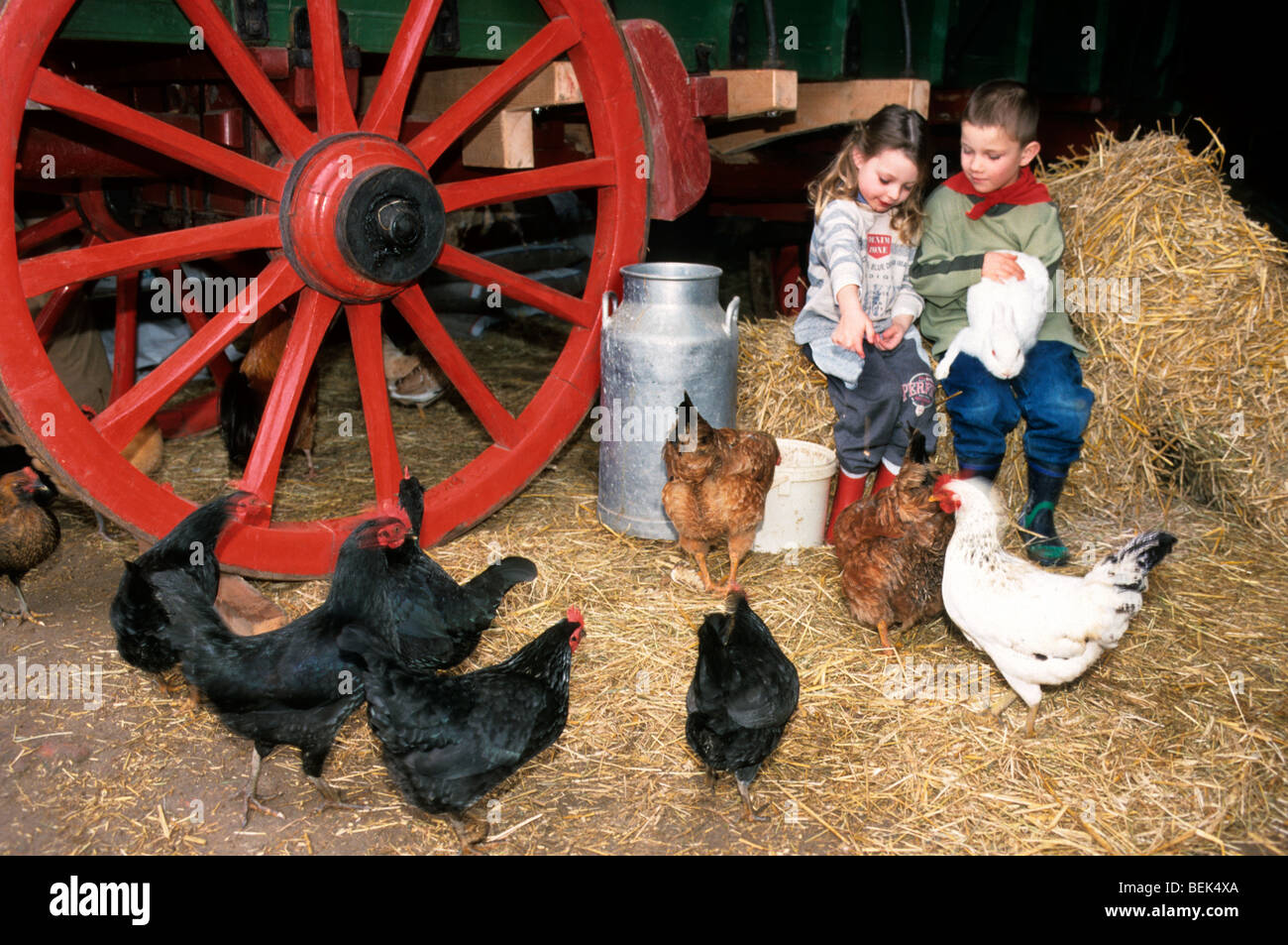 Kinder füttern, Hühner und Kaninchen im Stall mit roten Wagenrad und Stroh auf Bauernhof Stockfoto