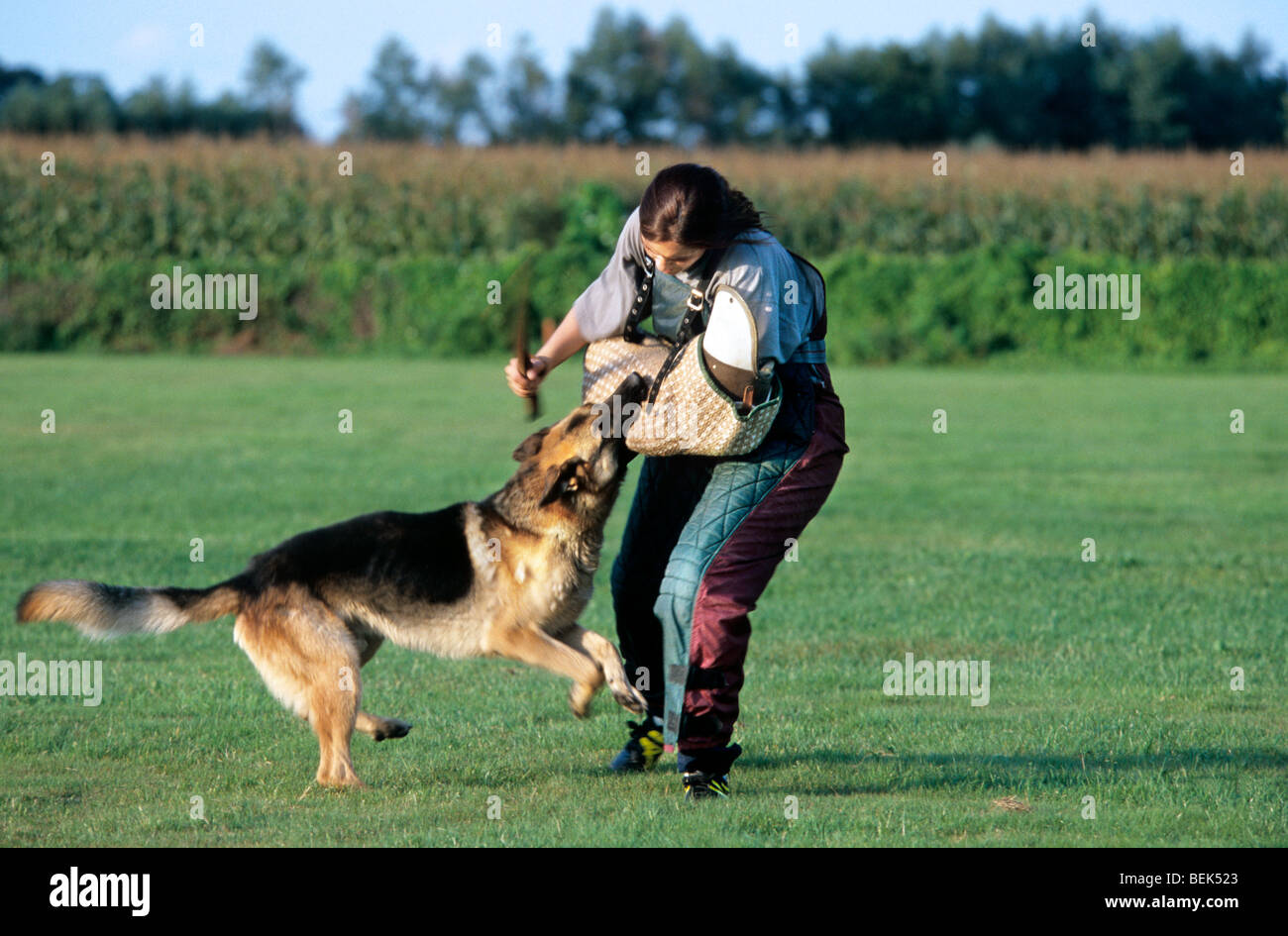 Deutsche Polizei Schäferhund in Ausbildung, eine Person, die verteidigt sich mit einem Stock zu stoppen Stockfoto