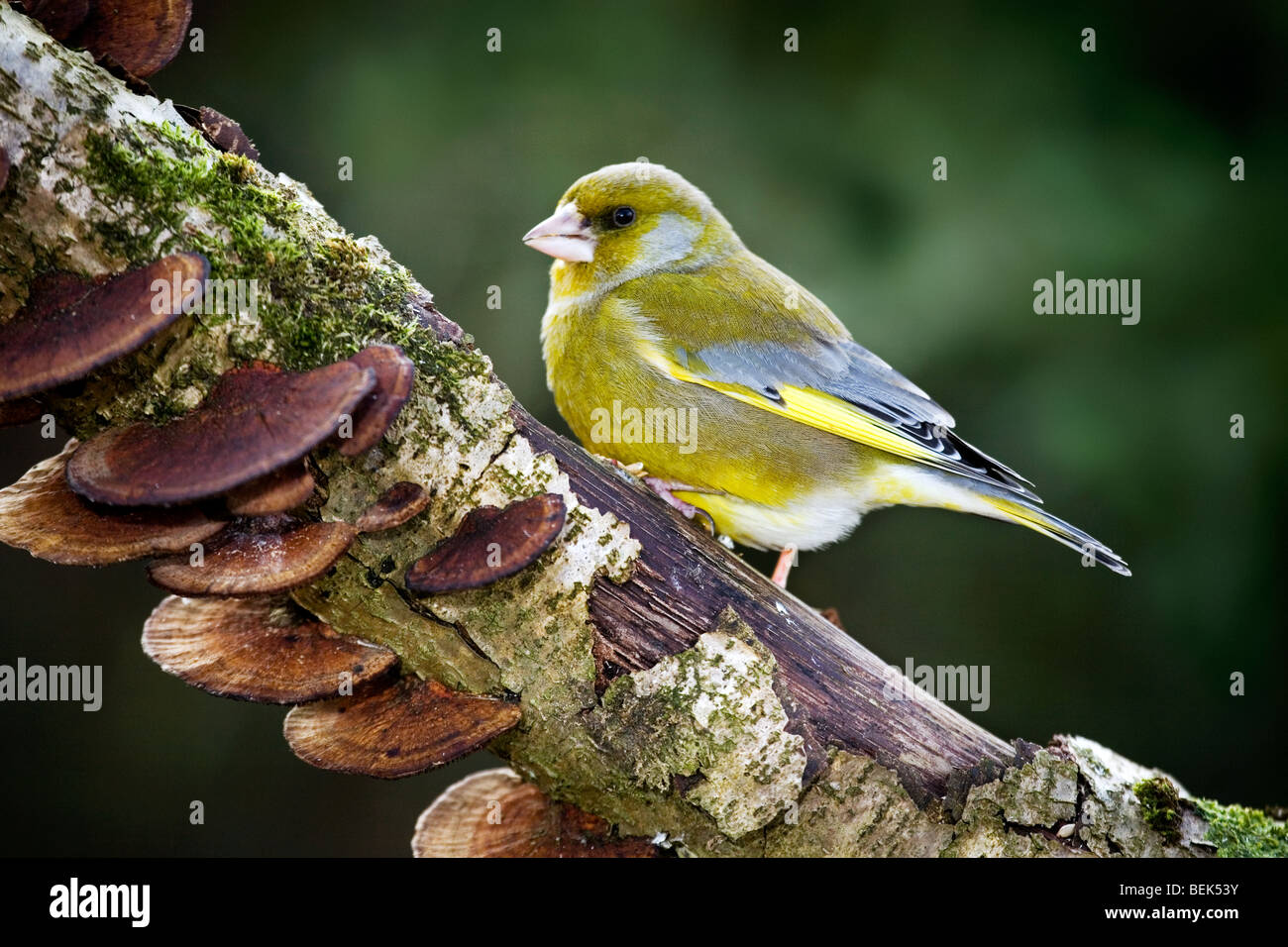 Europäischen Grünfink-Männchen (Zuchtjahr Chloris) thront auf Zweig Stockfoto