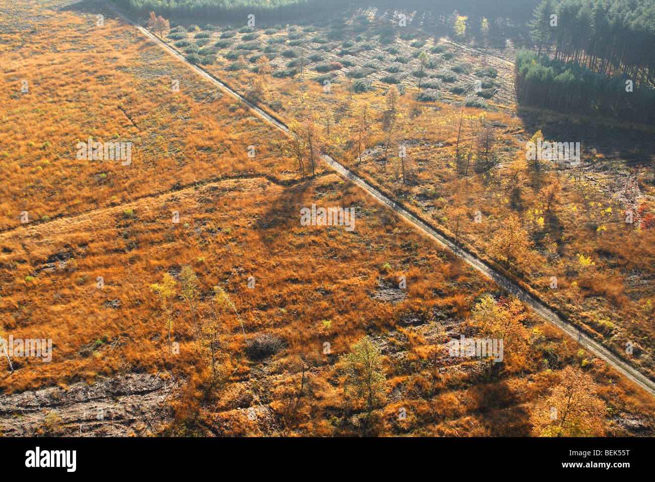 Abholzung des Pinienwaldes, Wald-Transformation und Entwicklung von Heather mit Birke im Herbst aus der Luft, Belgien Stockfoto