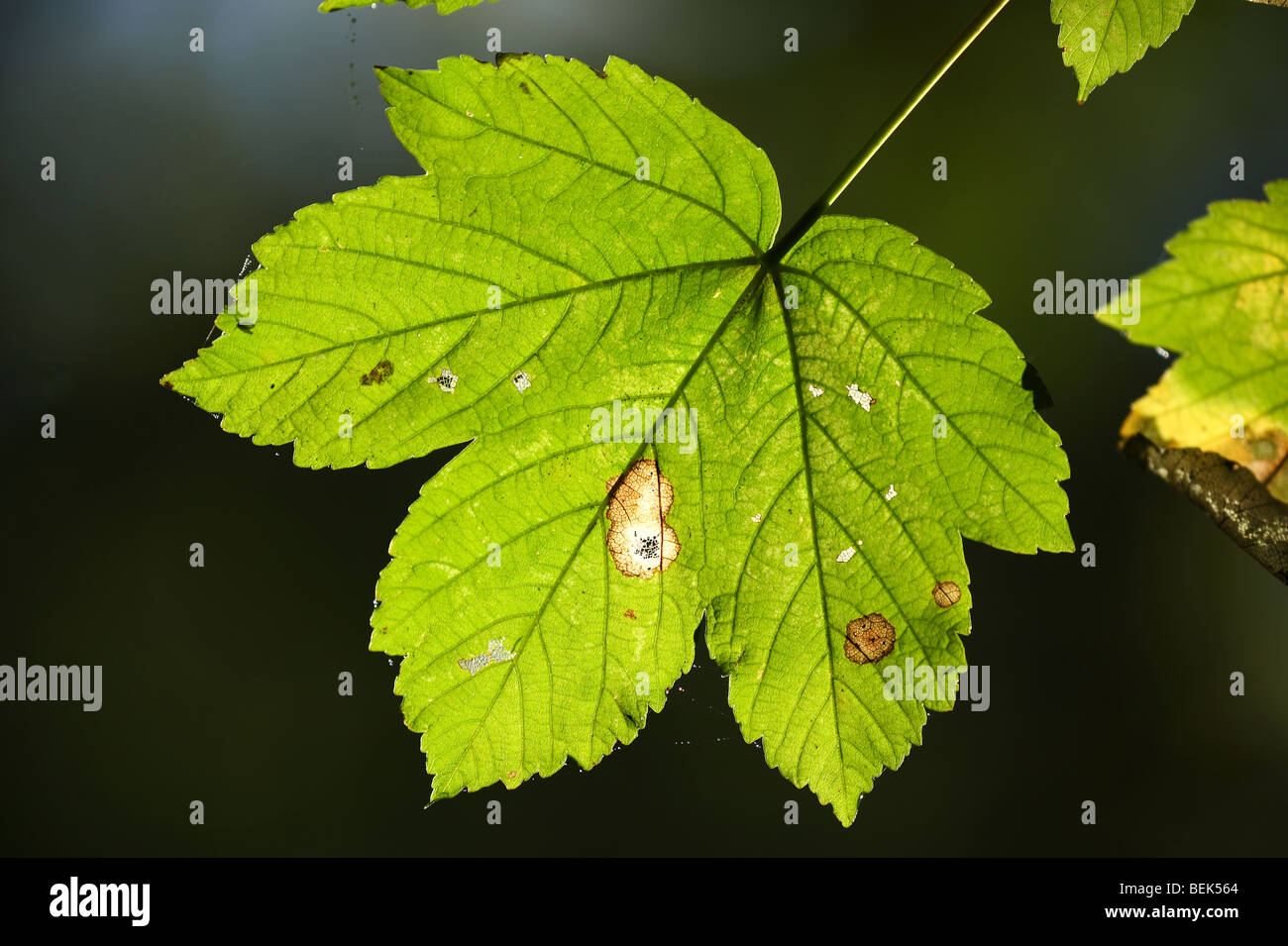 Blatt der Bergahorn (Acer Pseudoplatanus) im Wald Stockfoto