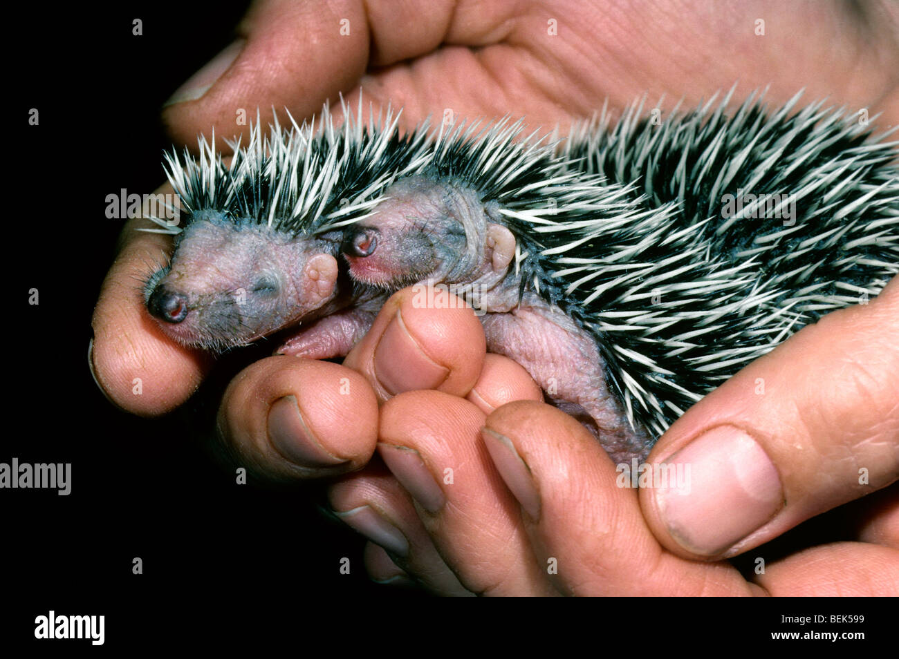 Verwaiste eine-Woche-alten europäischen Igel-Babys (Erinaceus Europaeus) statt mit der hand im Tierschutzhaus Stockfoto