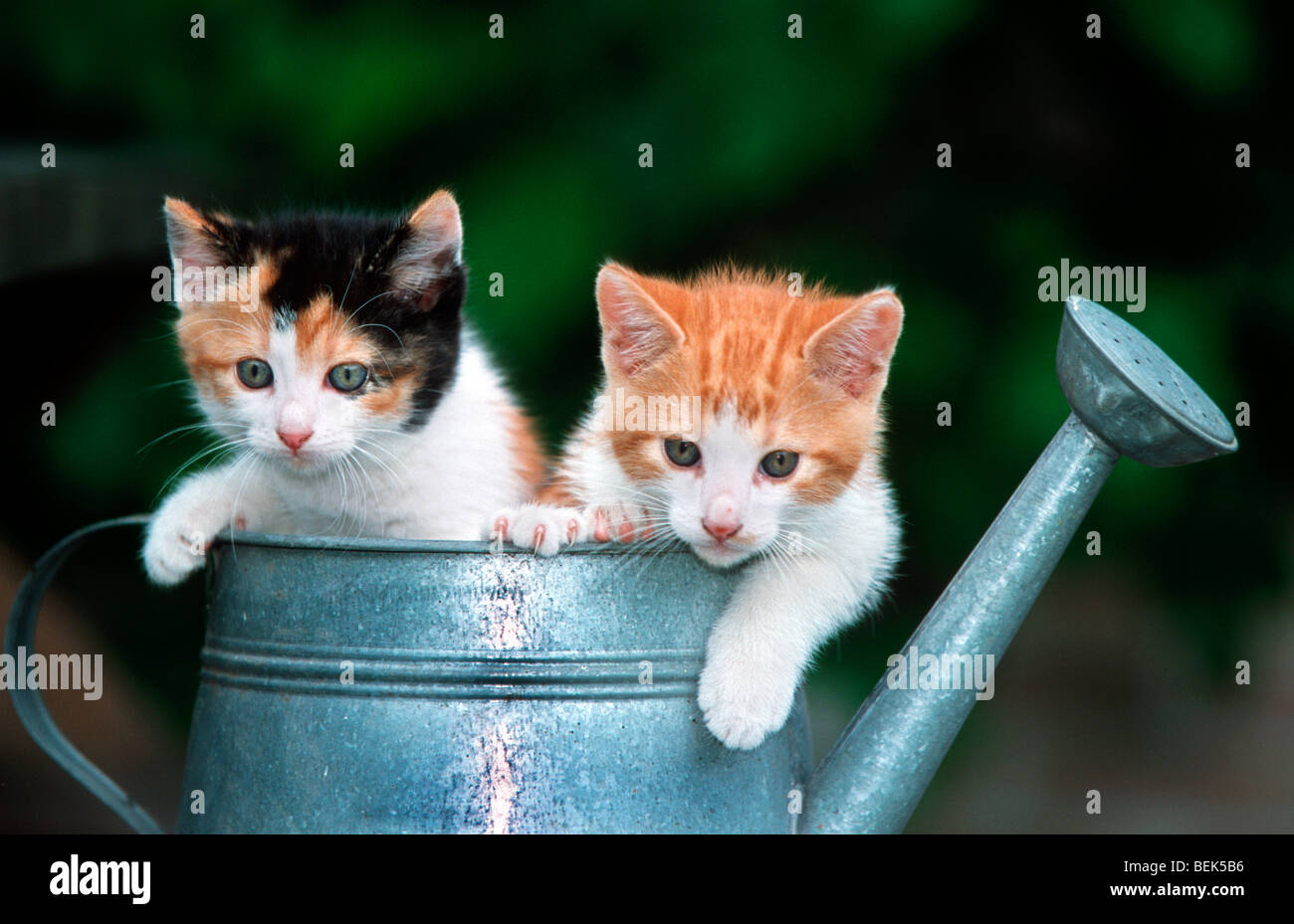 Zwei niedliche inländischen Haus Katze Kätzchen (Felis Catus) in Gießen kann Stockfoto
